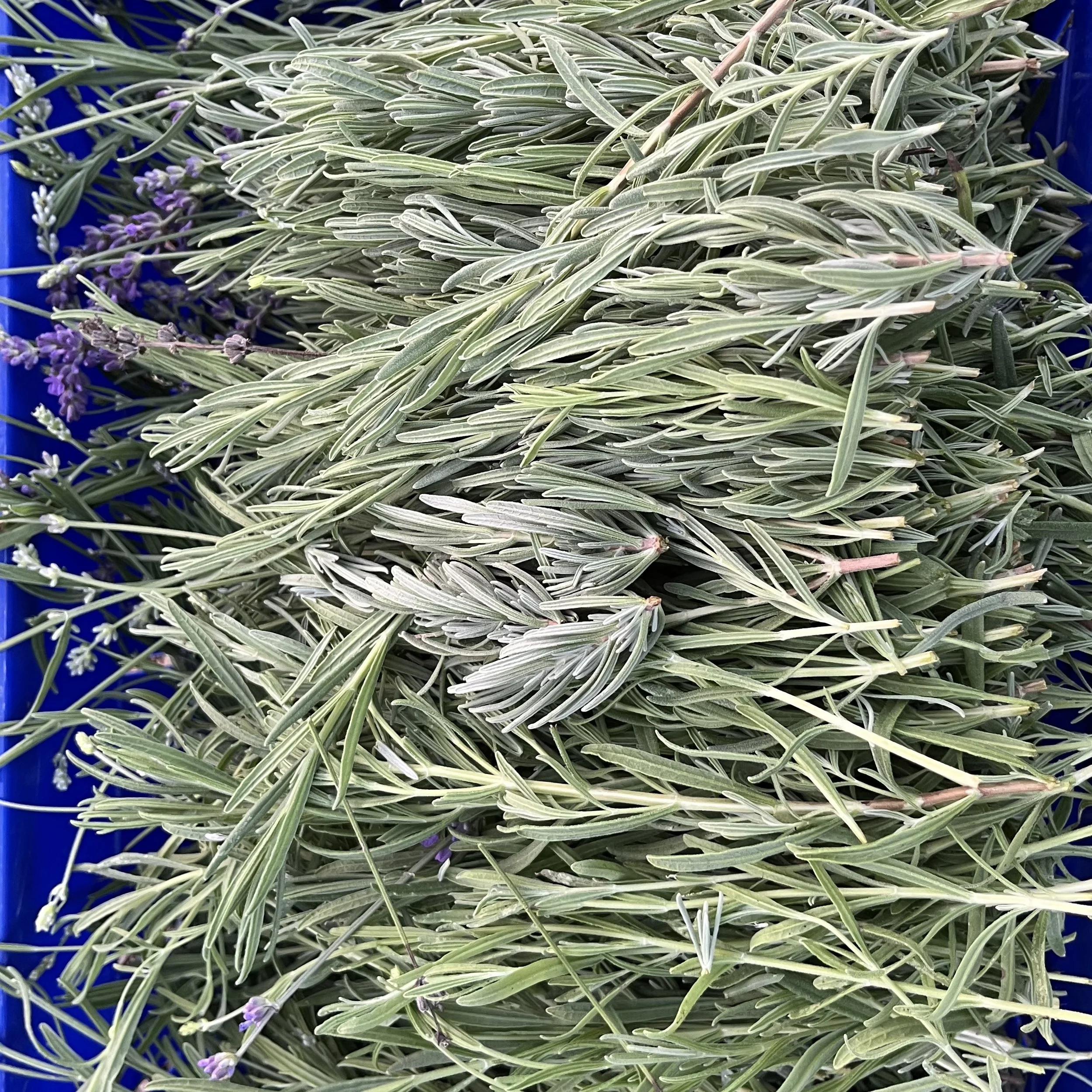Dried Lavender