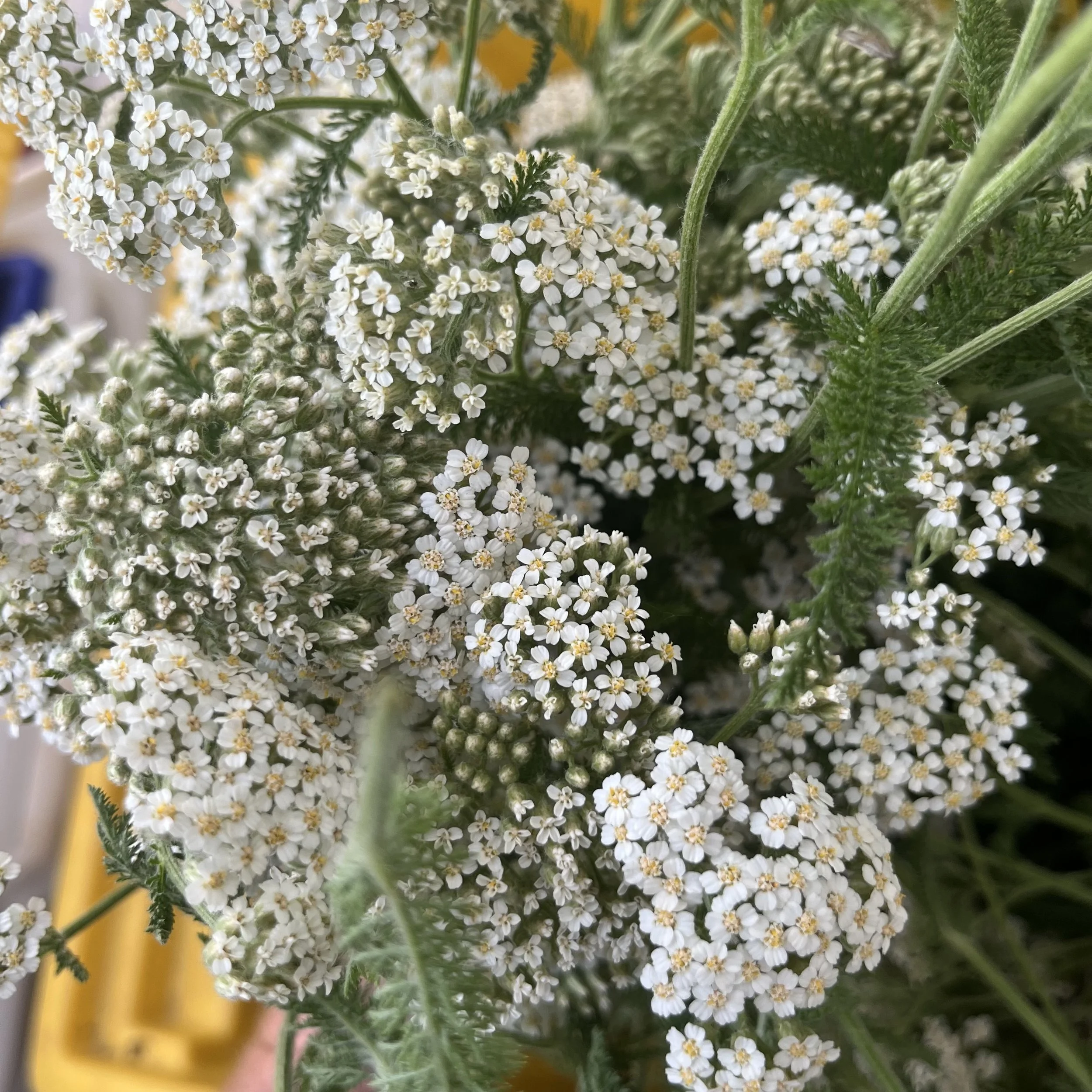 Dried Common Yarrow