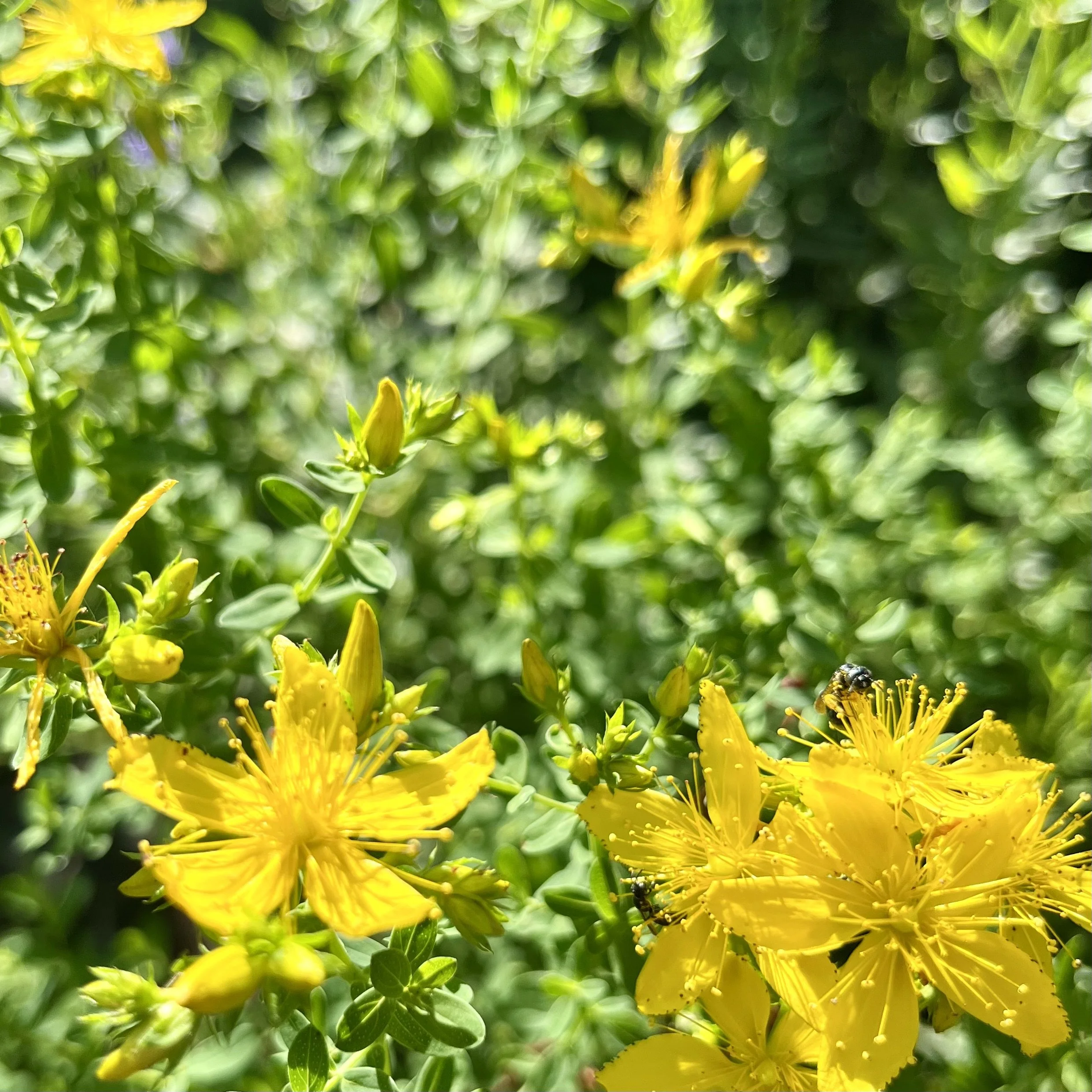 Dried St. John's Wort