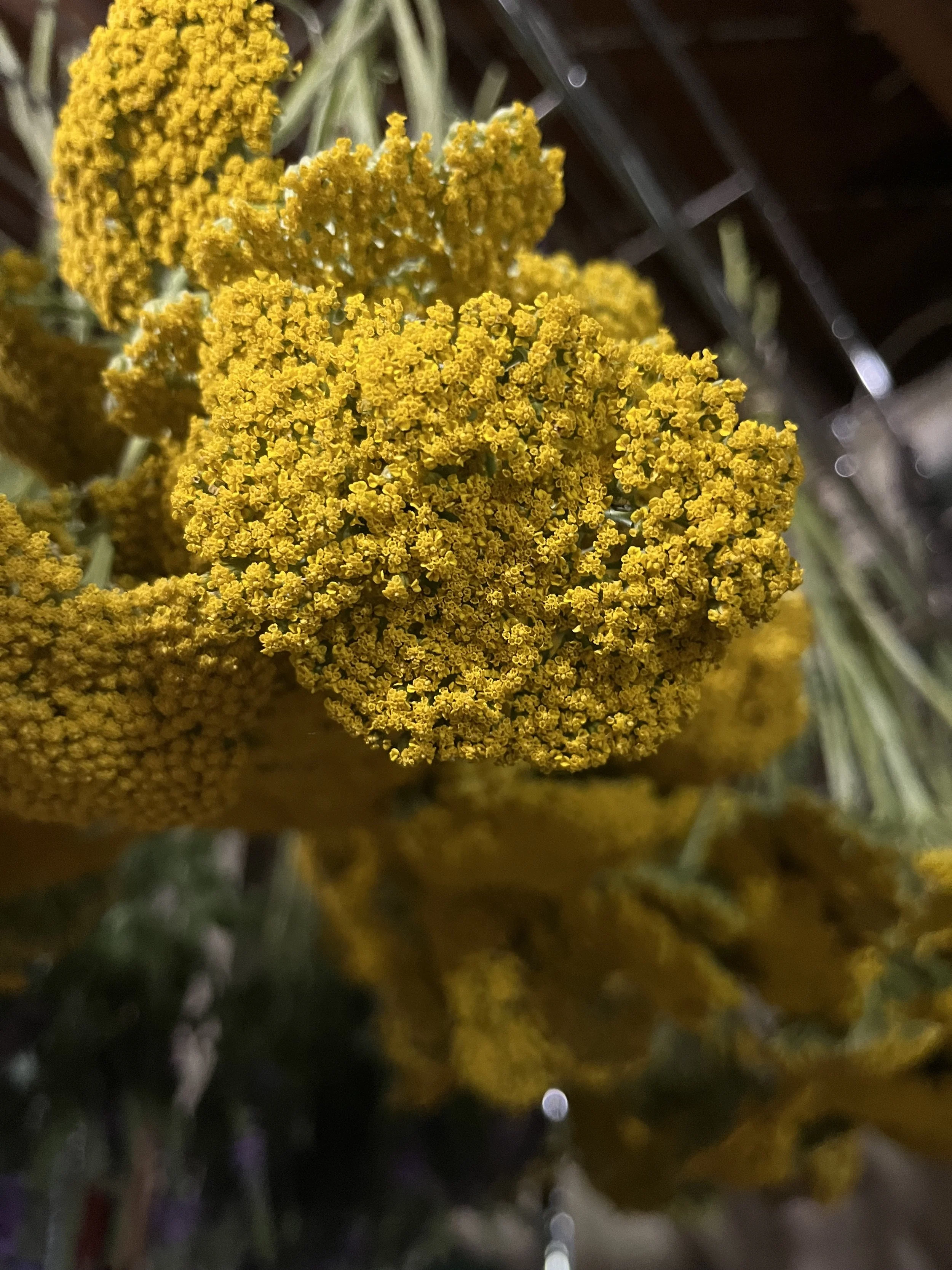 Extend the Season by Drying Flowers and Herbs