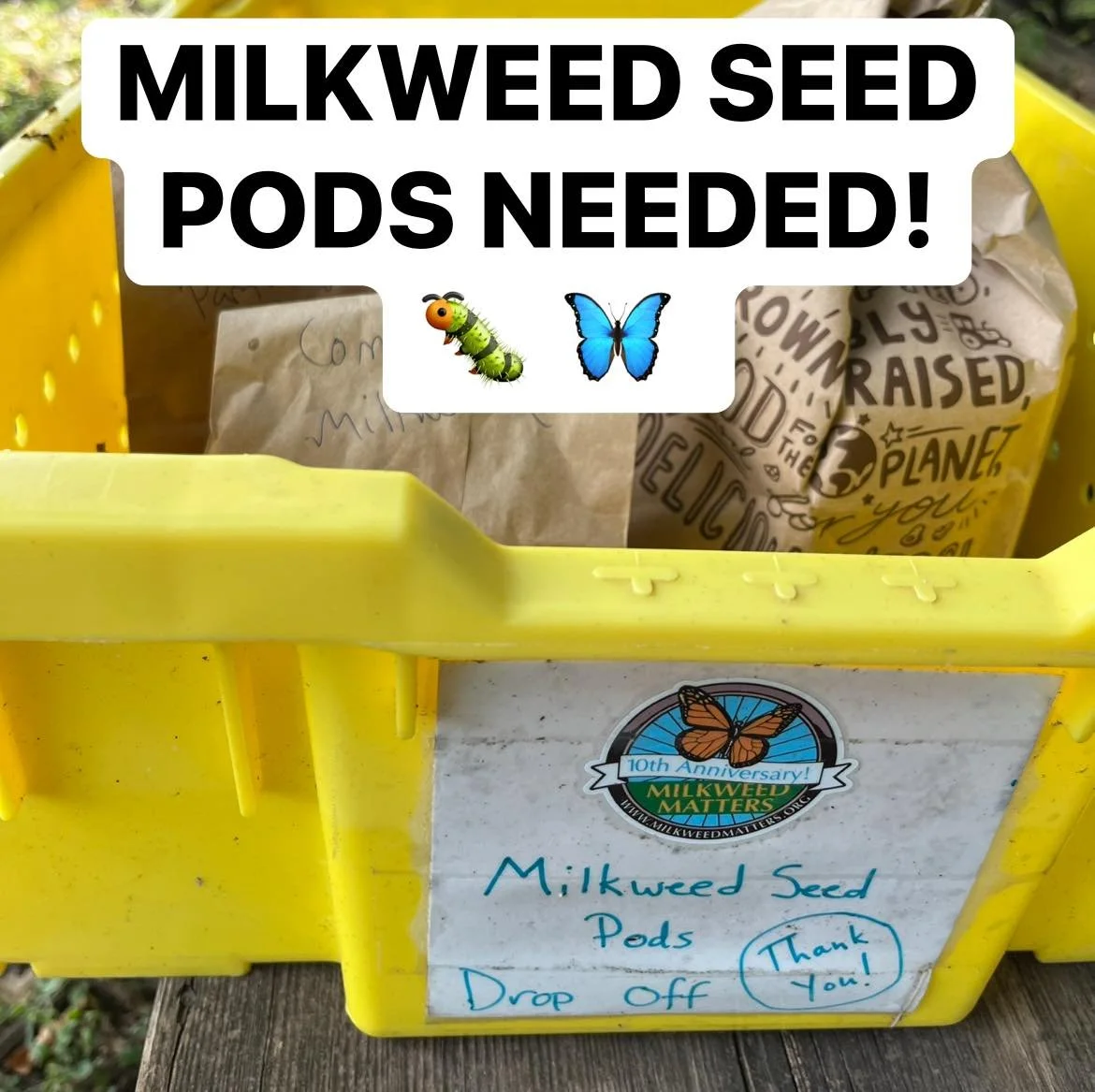 Our friends at @milkweed.matters collect their seed locally &amp; they need your help!

Milkweed pods and seeds from late blooming native plants like goldenrod &amp; asters can be deposited in the yellow tote on the wooden bench in our driveway throu