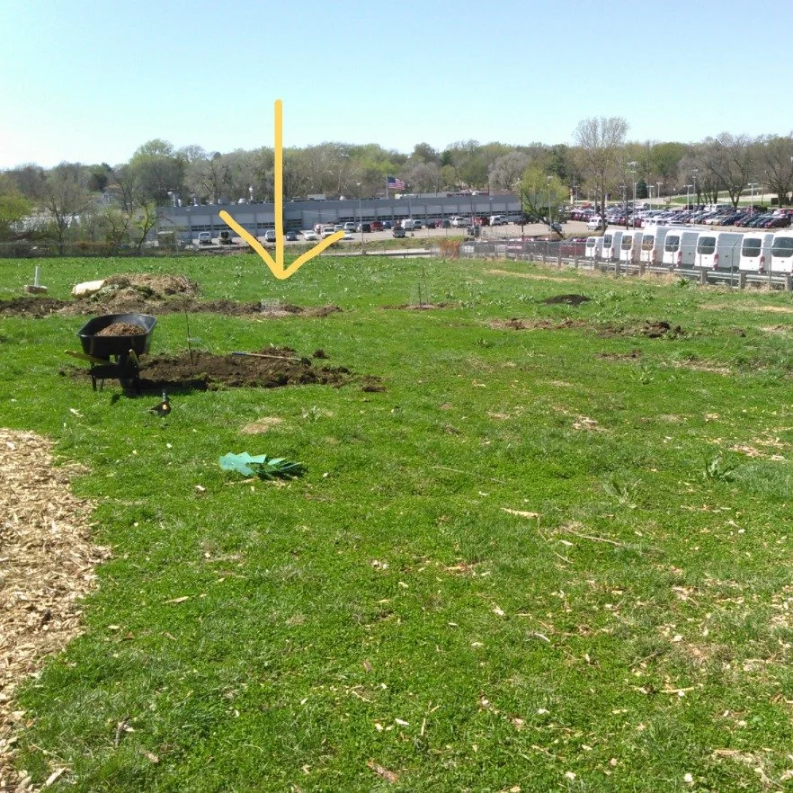 Throwback to April 12, 2015: a look at our first fruit tree planting (and wide open spaces!) 🌳

A confession from your growers: we lost track of the exact number of fruit trees we have planted so far - it's right around 50.

Grateful for last week's