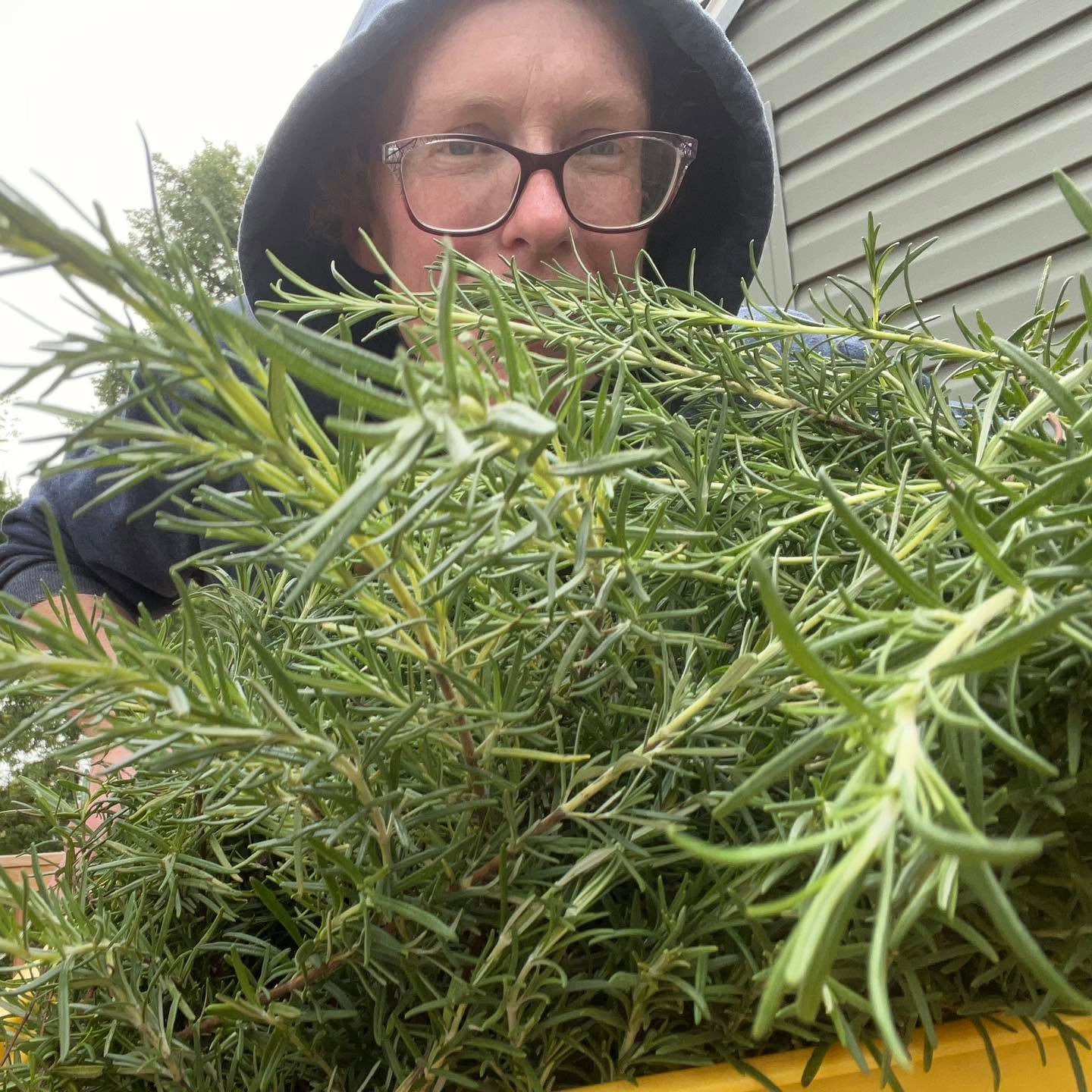 One of our lean, mean gleaning machines with most of October&rsquo;s rosemary harvest 🌿 

Did you know that everything we grow at Benson Bounty is planted and harvested by hand? ✋ 🤚 💚 A few more herb harvests hit the drying racks this month!