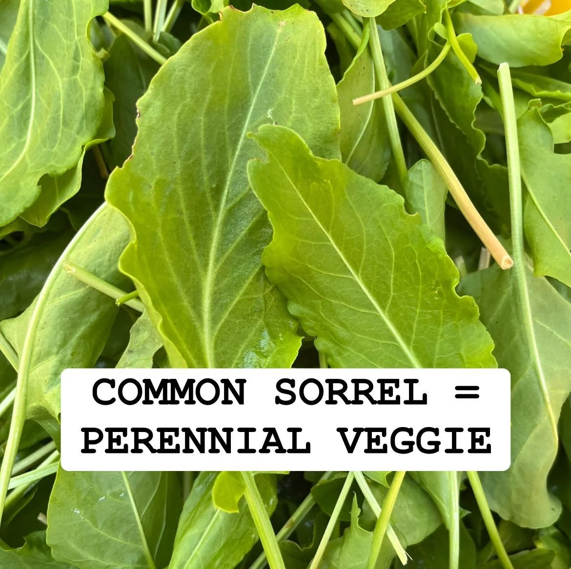 Added sorrel to the perennial garden this year&mdash;harvested it several times since springtime, the greens withstood summer heat, and there were very few pests attracted to it.  Direct sowing is the way to go if you want to add this perennial veget
