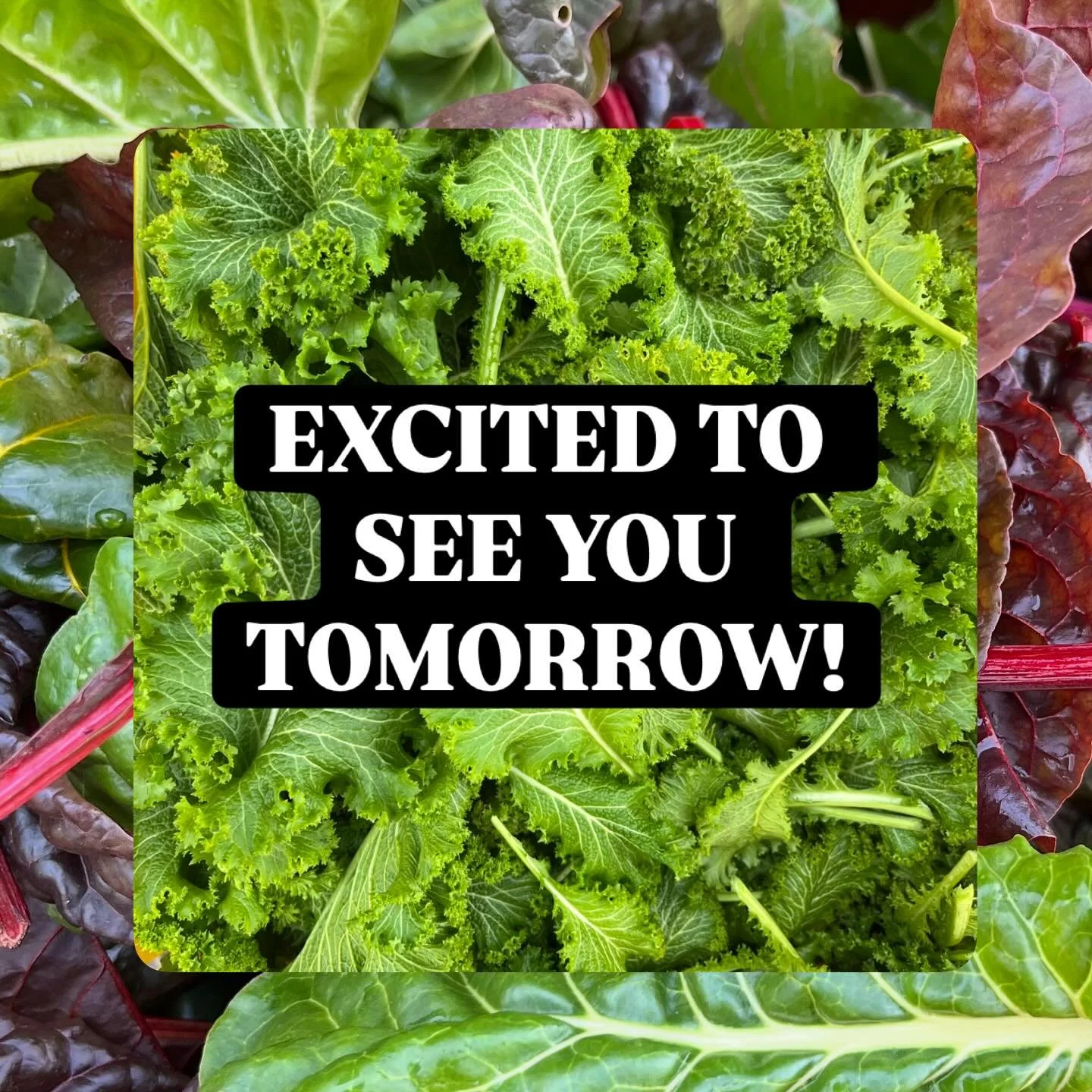 Come join us for our FINAL event of 2025 tomorrow (Saturday) from 2-5 PM!

🏠 6915 Evans Street

⭐️ Free &amp; open to the public&mdash;plenty of parking on 69th or Evans Street, accessible parking in our driveway

☀️ Seed-saving &amp; processing dem