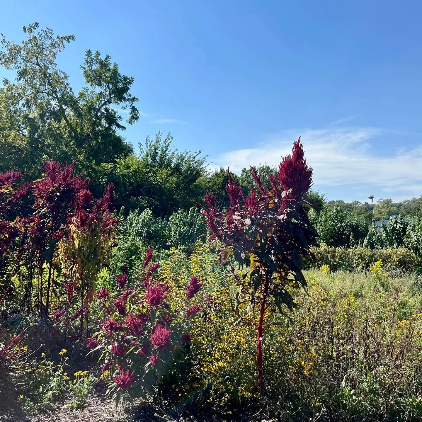 October &amp; November in the garden ⬇️

📸 1: wild things on October 6th 

📸 2: same spot one month later

📸3: building out new garden aisles, applying compost

📸 4: mulching aisles &amp; beds

📸 5: red oak tree in November

📸 6: October&rsquo;