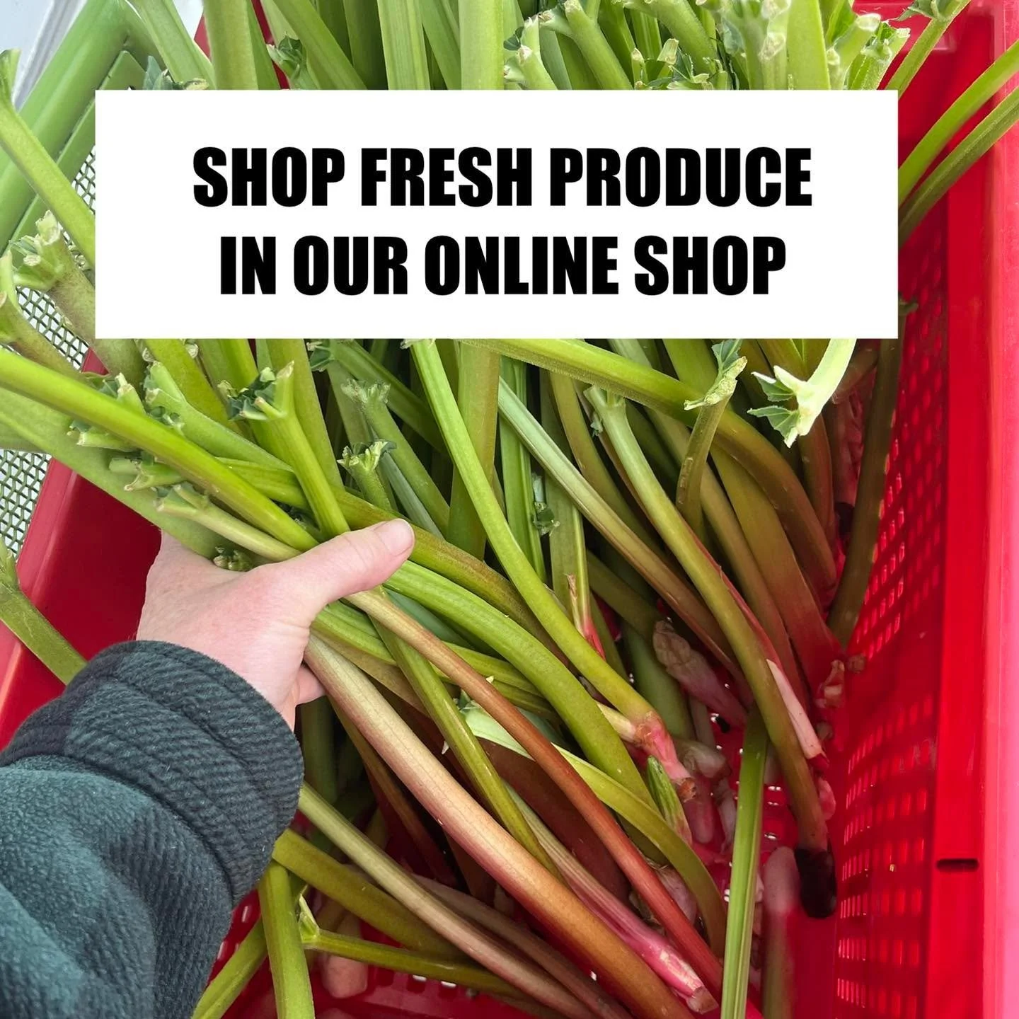 Listening to our community keeps things fresh 🌿✨ 

➡️ Beginning this year: veggies, fruit, and culinary &amp; medicinal herbs will be available in our online shop alongside eggs, flowers and products.  Check in often!  The availability list grows qu