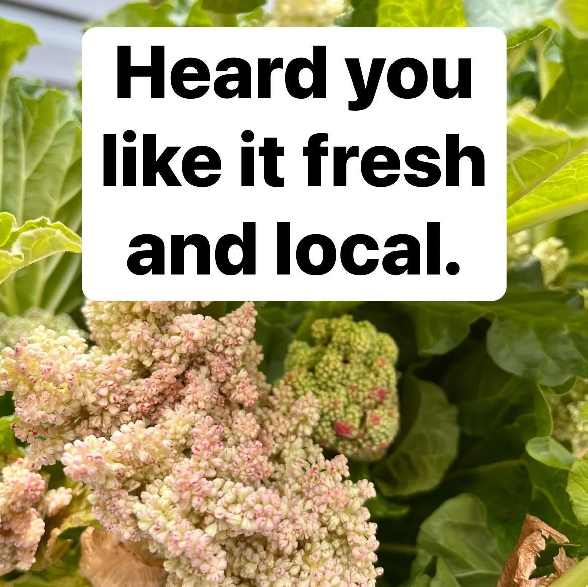 Thanks for being with us!  We heard you like it fresh and local,  so sending you some garden vibes from the month of May:

📸  1 &amp; 2: rhubarb flower stalk extras for @giantjoycollective &lsquo;s May Day party during @bffomaha 🥳💐

📸 3: chive bl