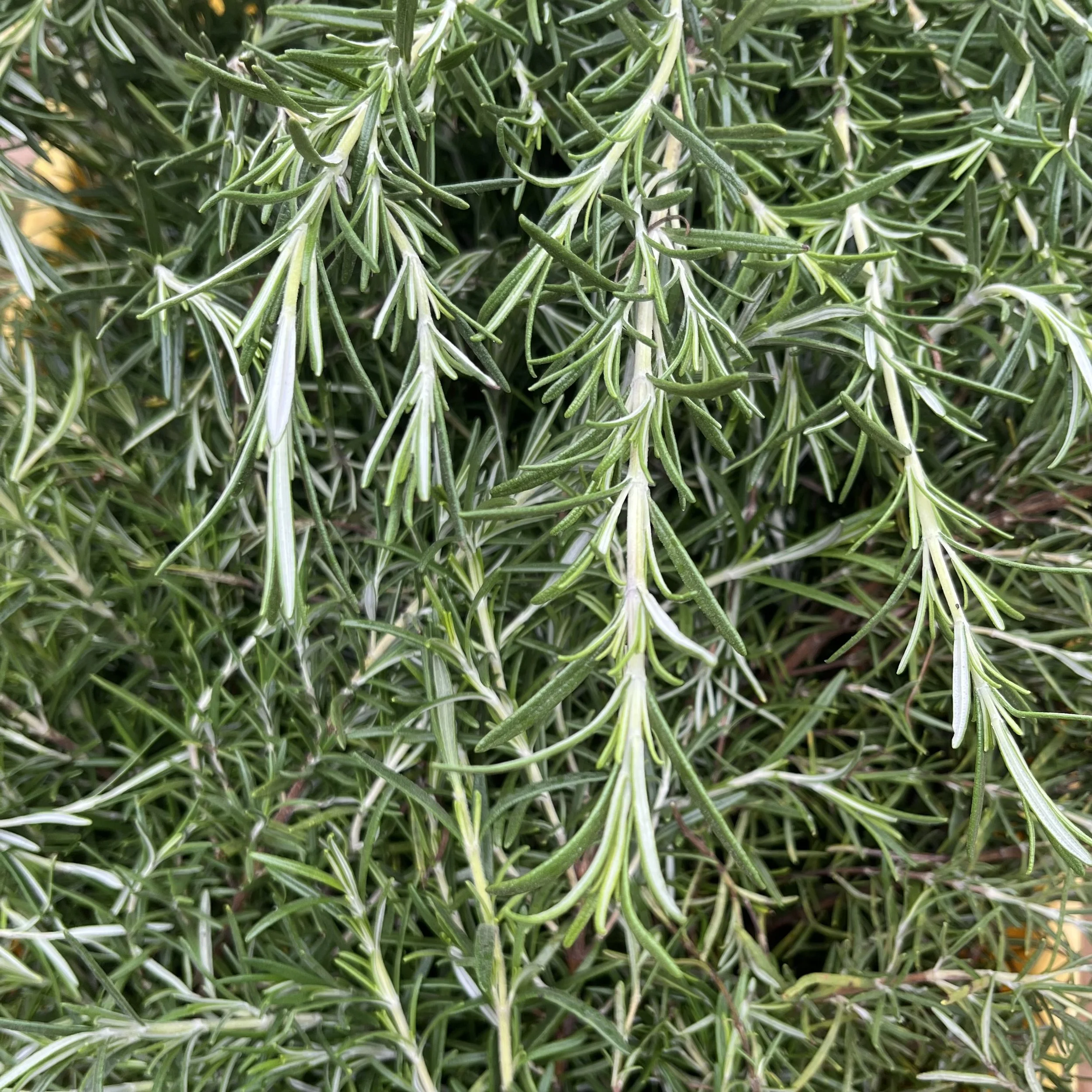 Dried Rosemary
