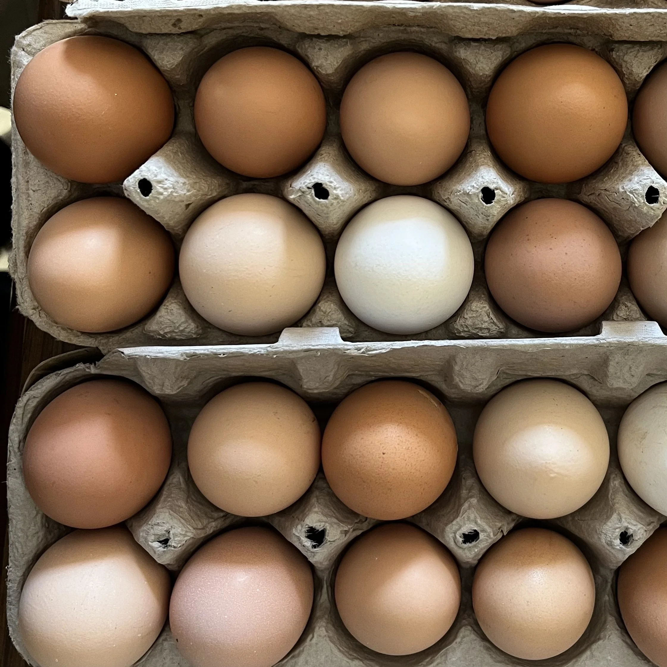 Farm Fresh Eggs (local pick up only!)