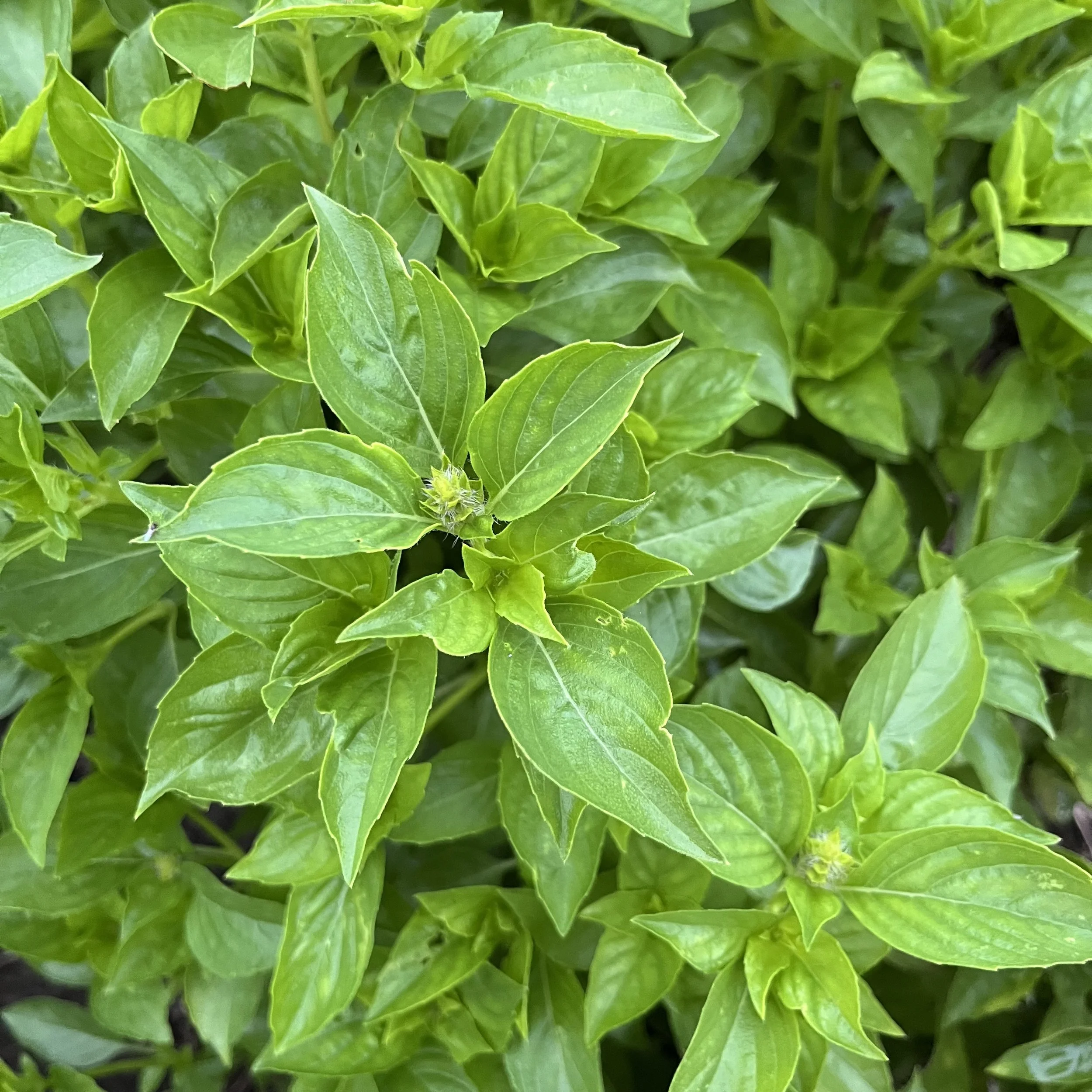 Dried Italian/Lemon Basil Mix