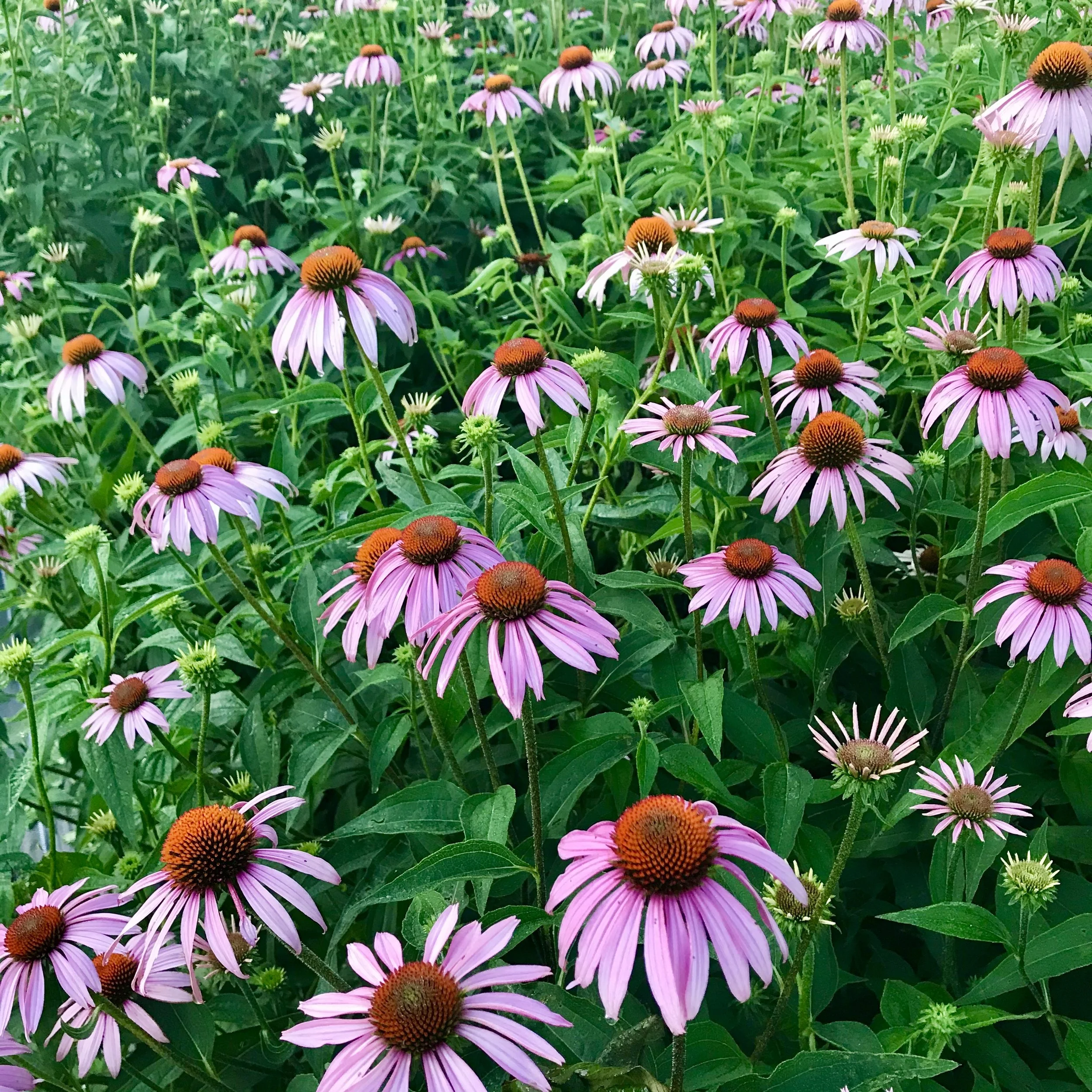 Nebraska Wildflower Products