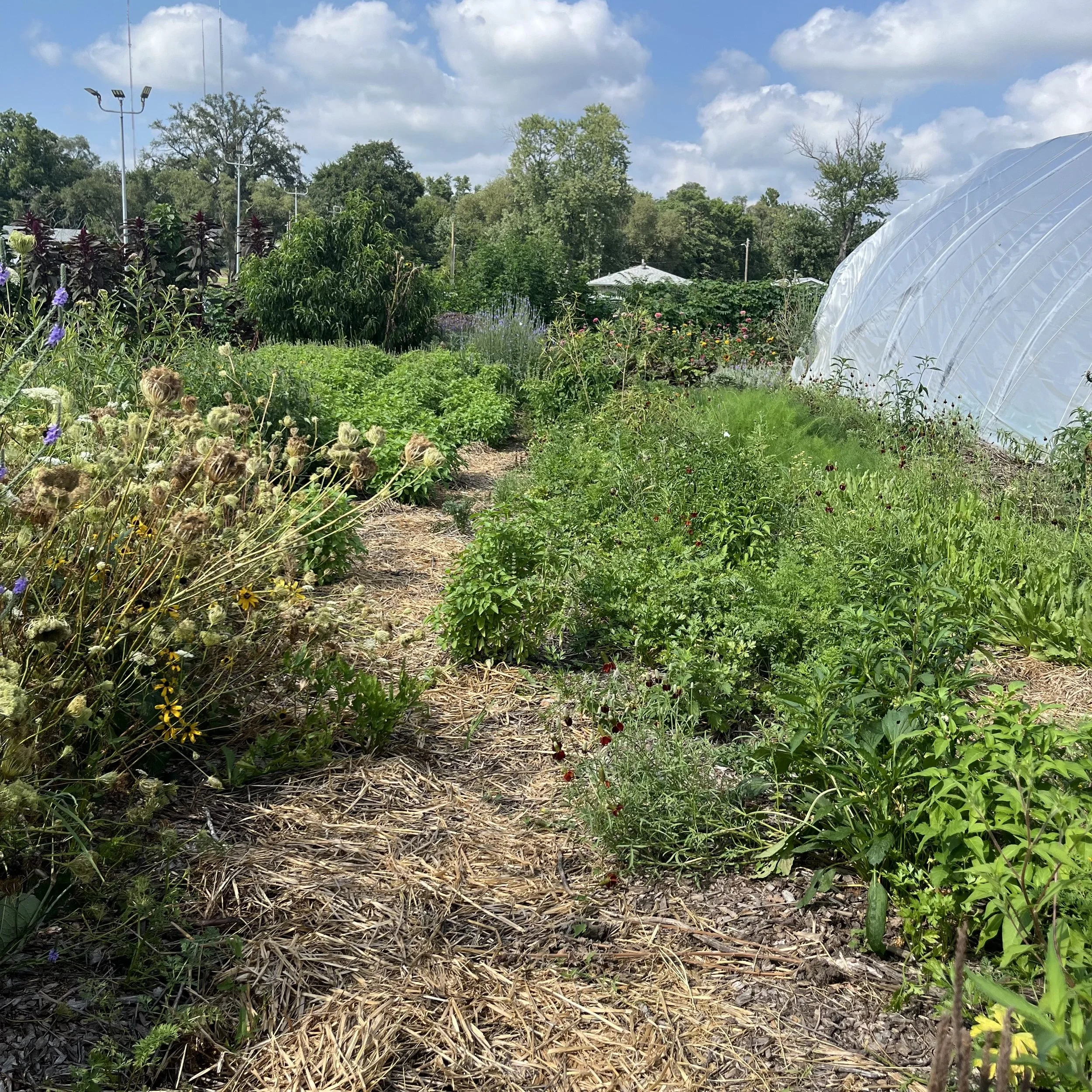 Garden Mulch and the CSP Program