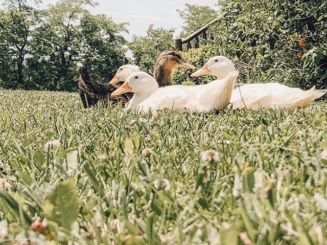 Waiting ever so patiently for me to turn the magic sprinkler on... 🦆🌞
.
.
.
.
.
.
.
#ducksofinstagram #instaduck #quack #backyardpoultry #summertime #farmlife #farmher #womeninagriculture #ducksunlimited #pekinduck #rouenducks #smallfarm #growyouro