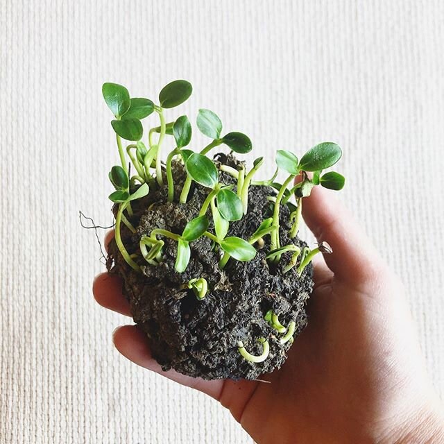 Nature makes its own seed packs...a foraging expedition through the wooded area of the homestead revealed this gem. The previous year&rsquo;s fallen hedge-apples biodegrade and nurture healthy batches of beautiful Osage seedlings. Such a clear pictur