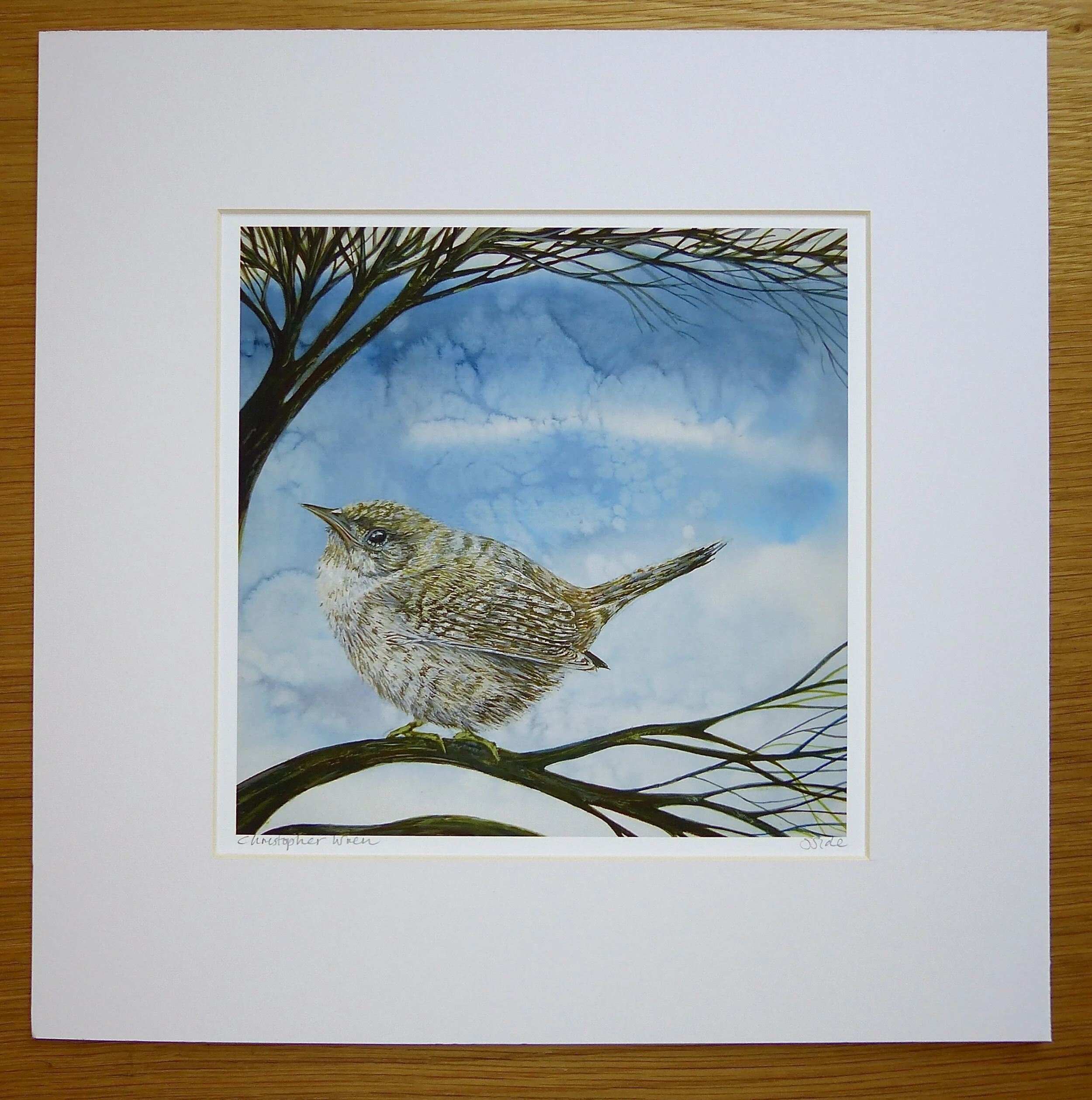 Wren.jpeg