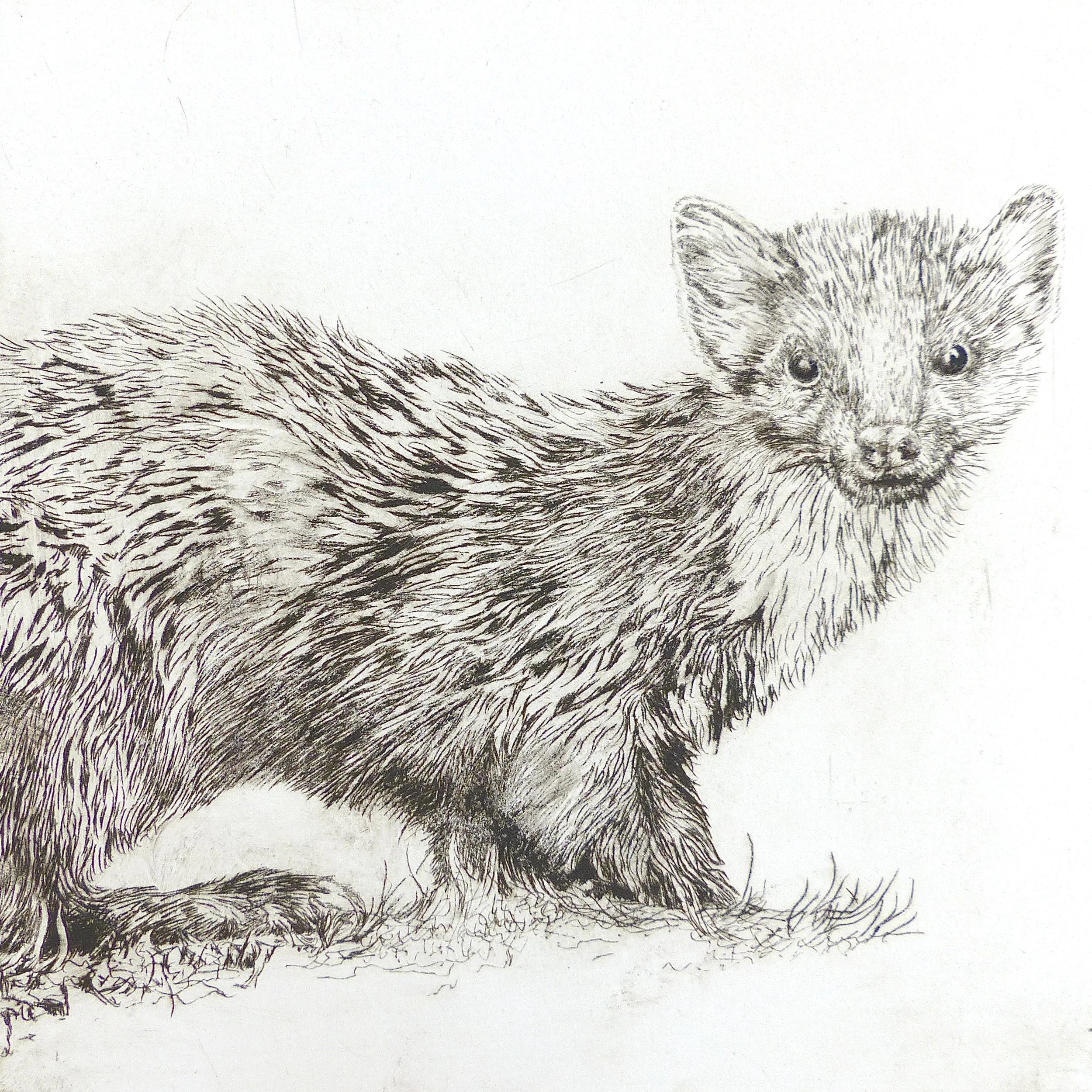 Pine Martin