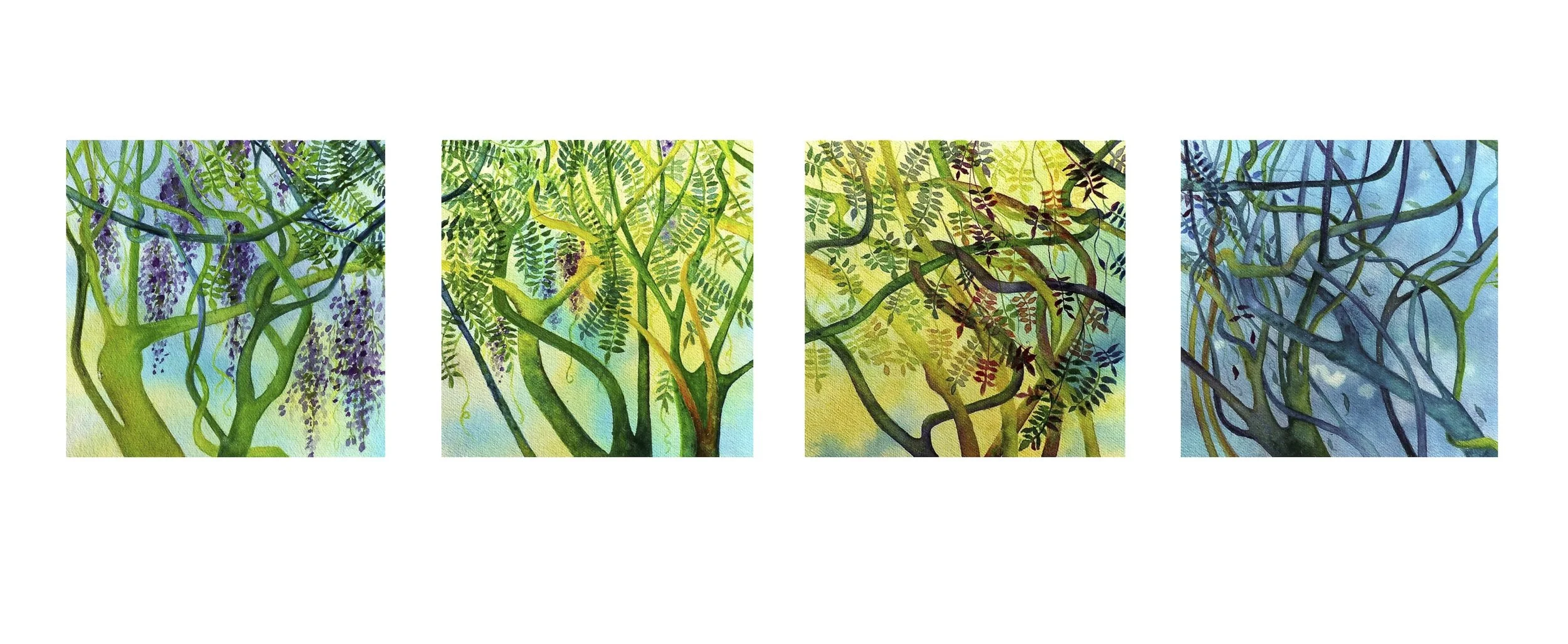 Wisteria