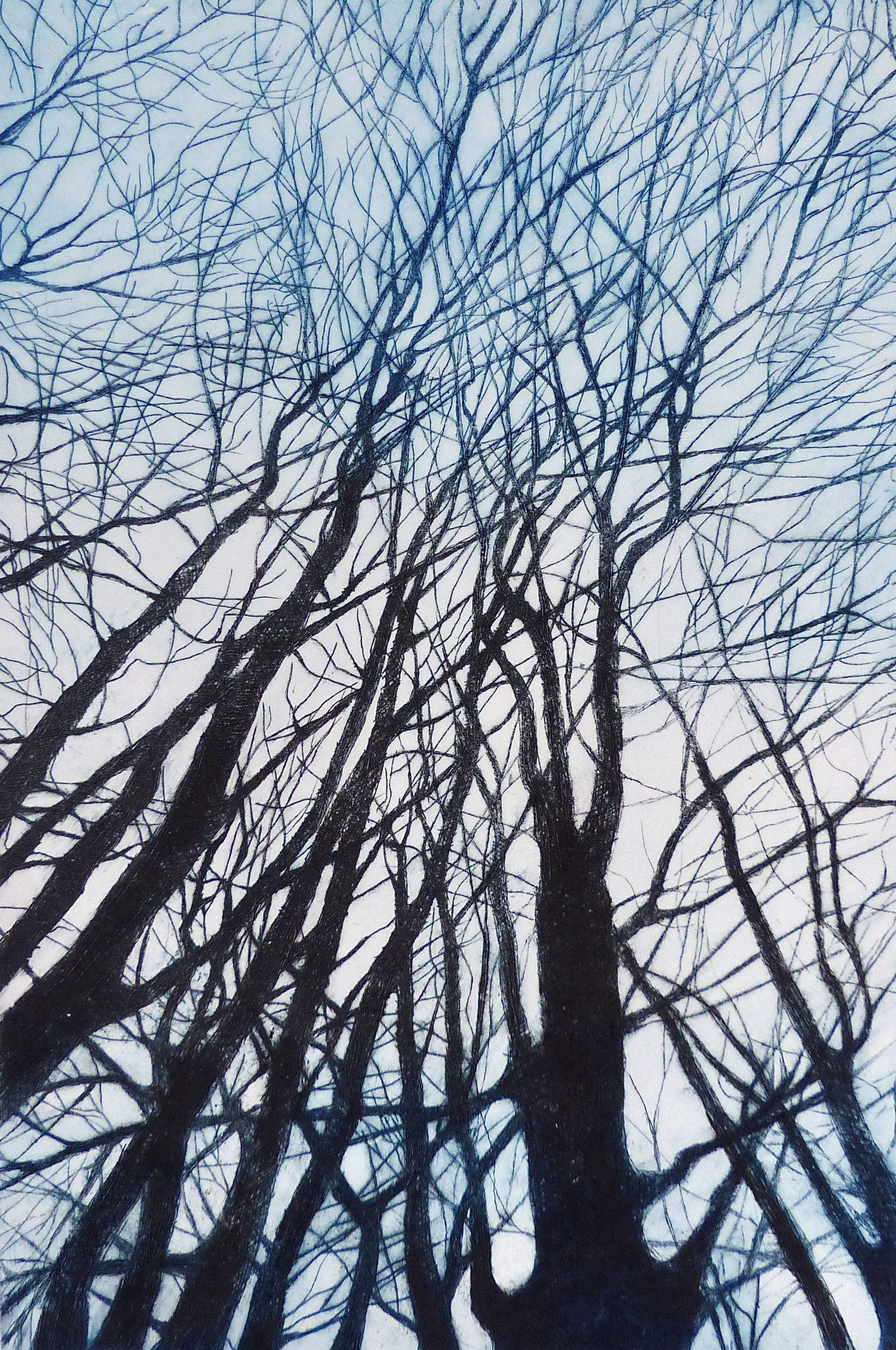Tangled Forest