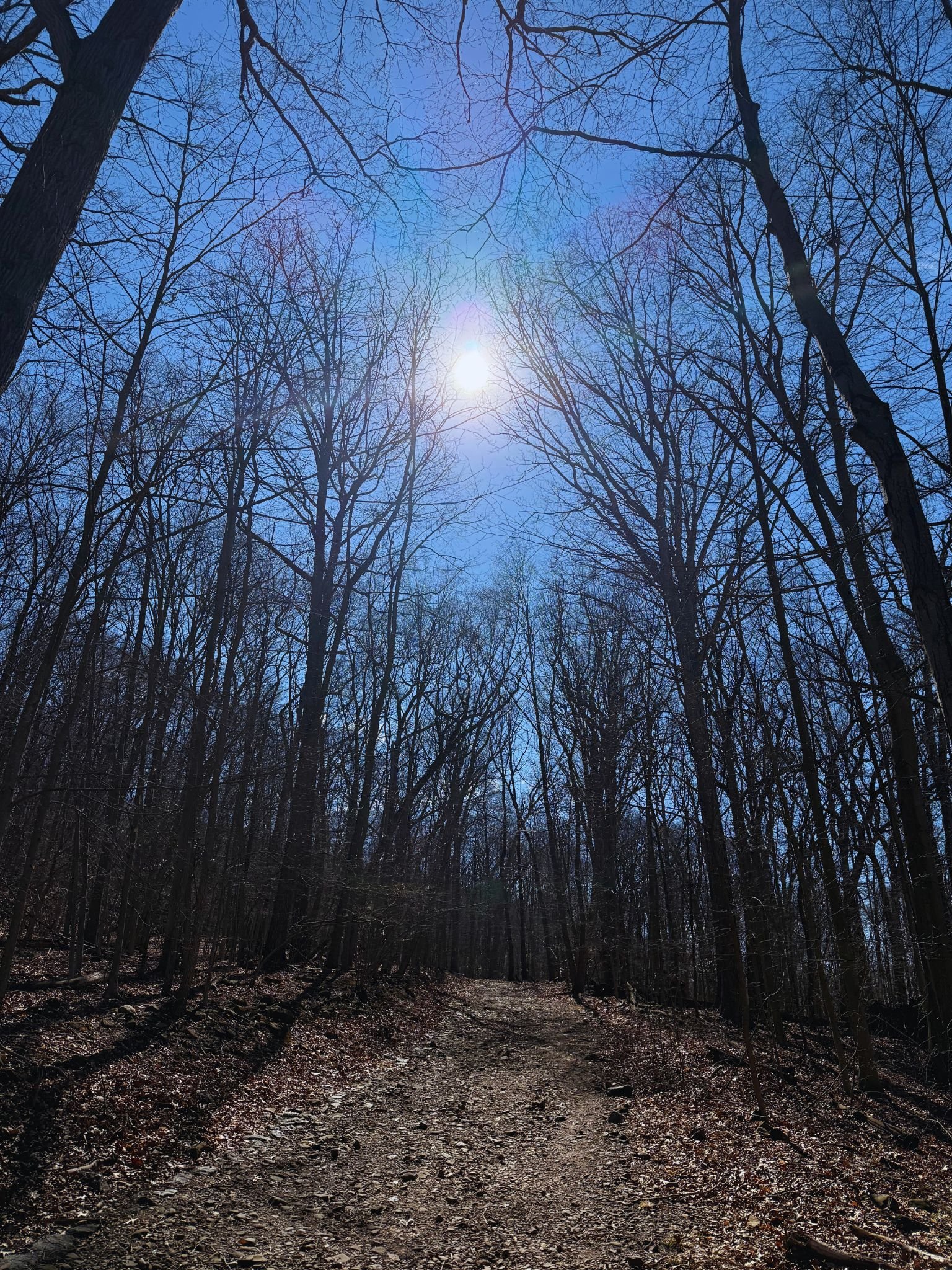 forest runs