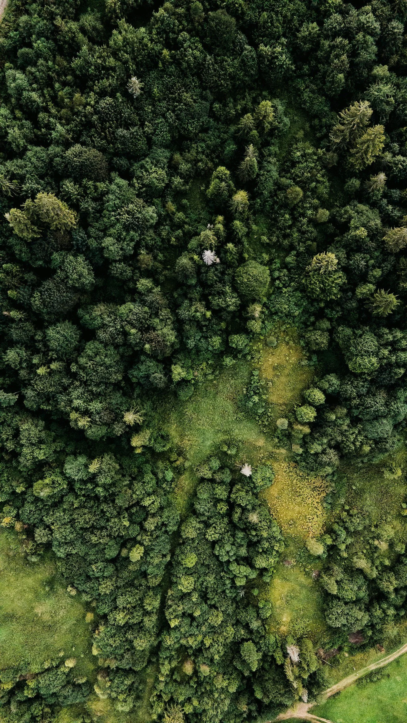 Aerial view of a dense green forest with a small clearing in the center.