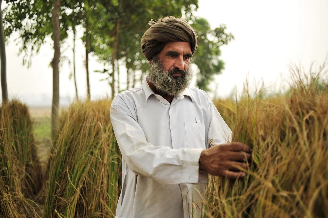 FFI-Cornell Nutrition Research Will Inform WHO Guidelines, Policy