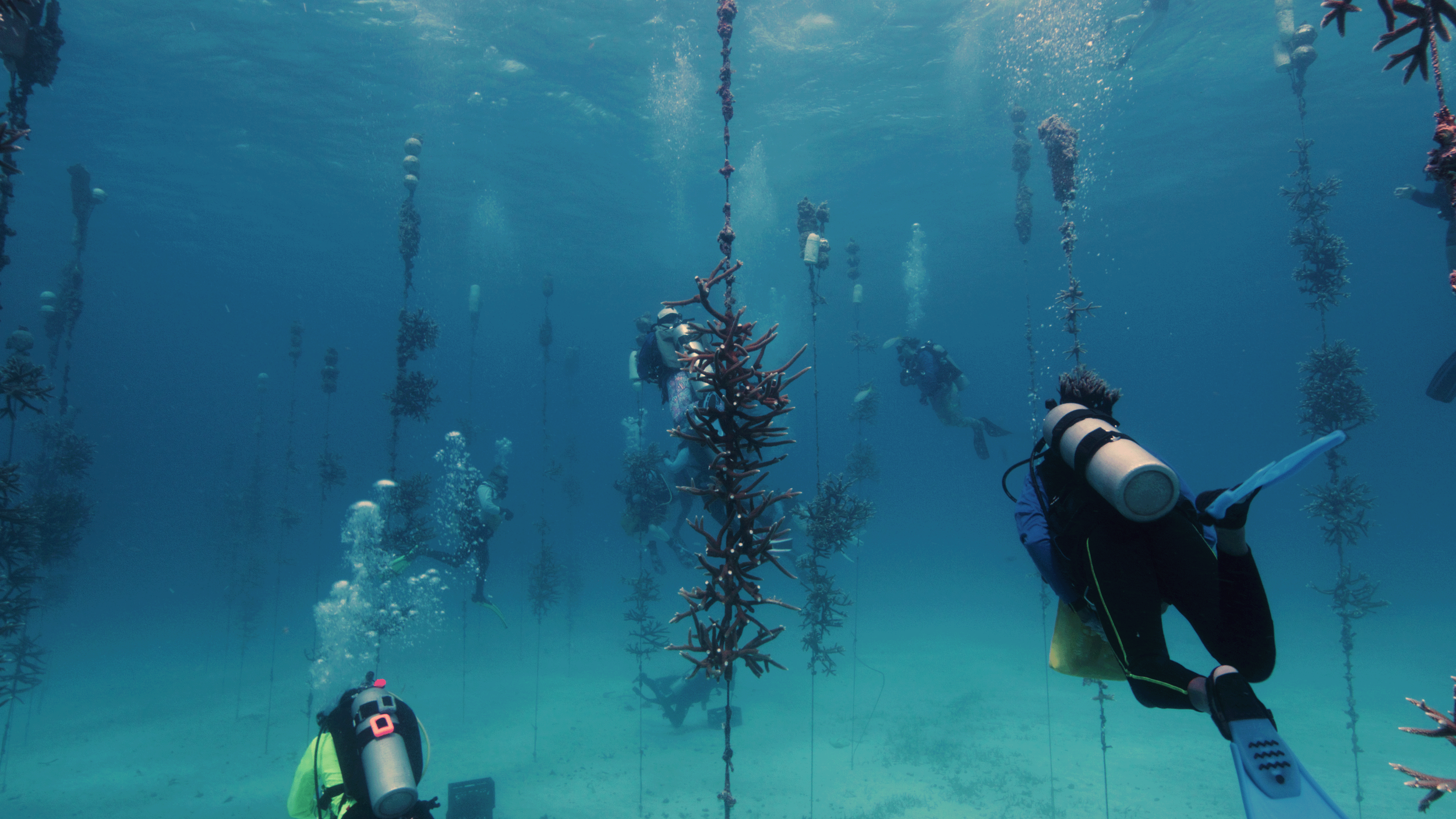 Reef Keepers