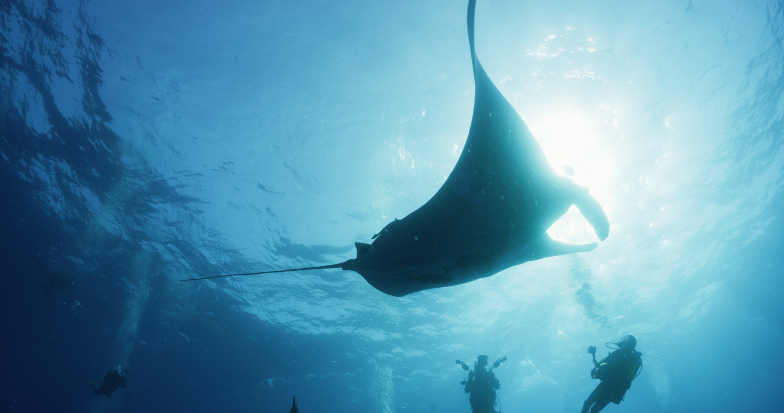 Still from the film featuring a giant manta ray