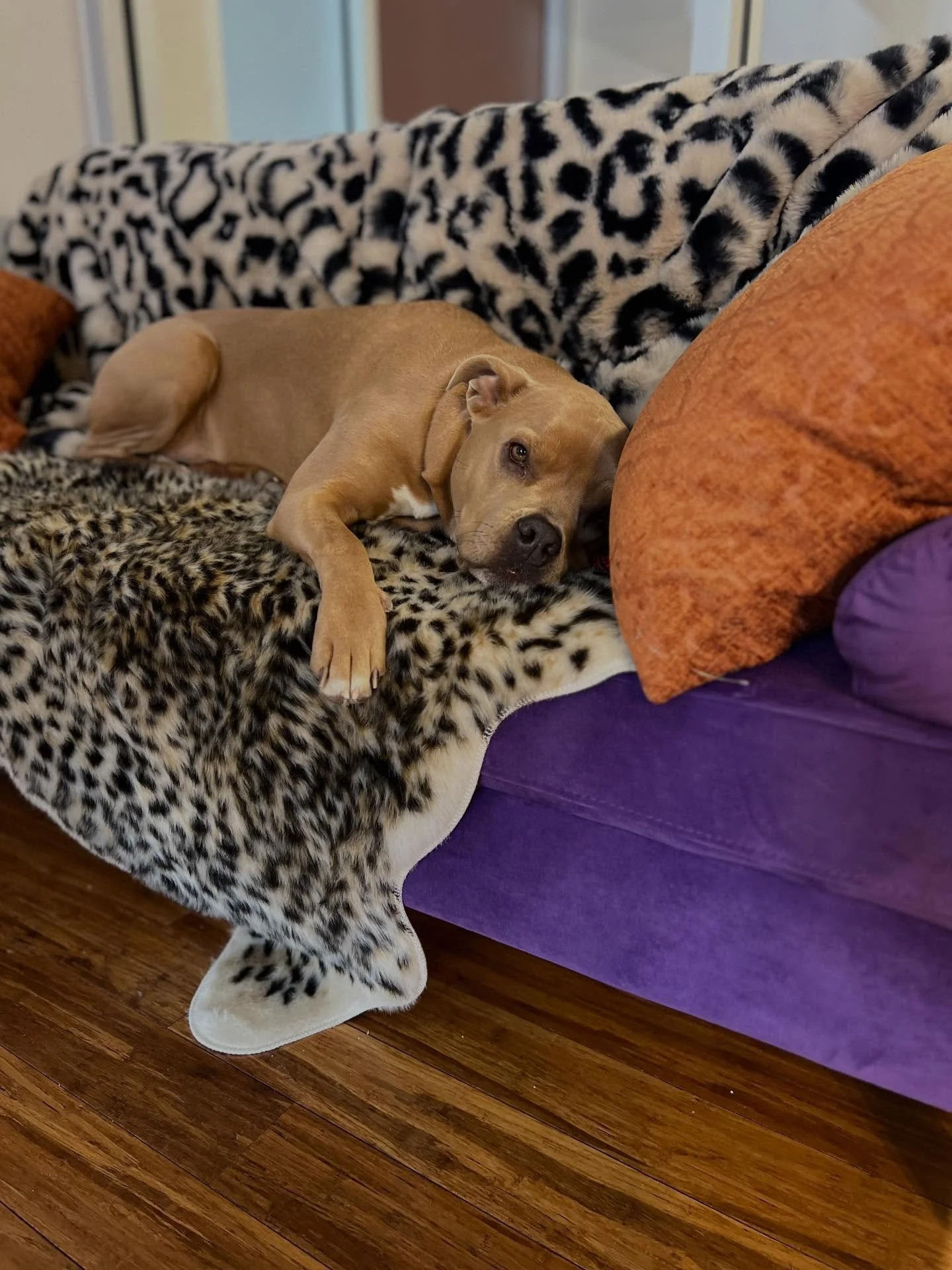 Honey hard at work today at the Syracuse office&hellip;
Emotional support work is essential work!