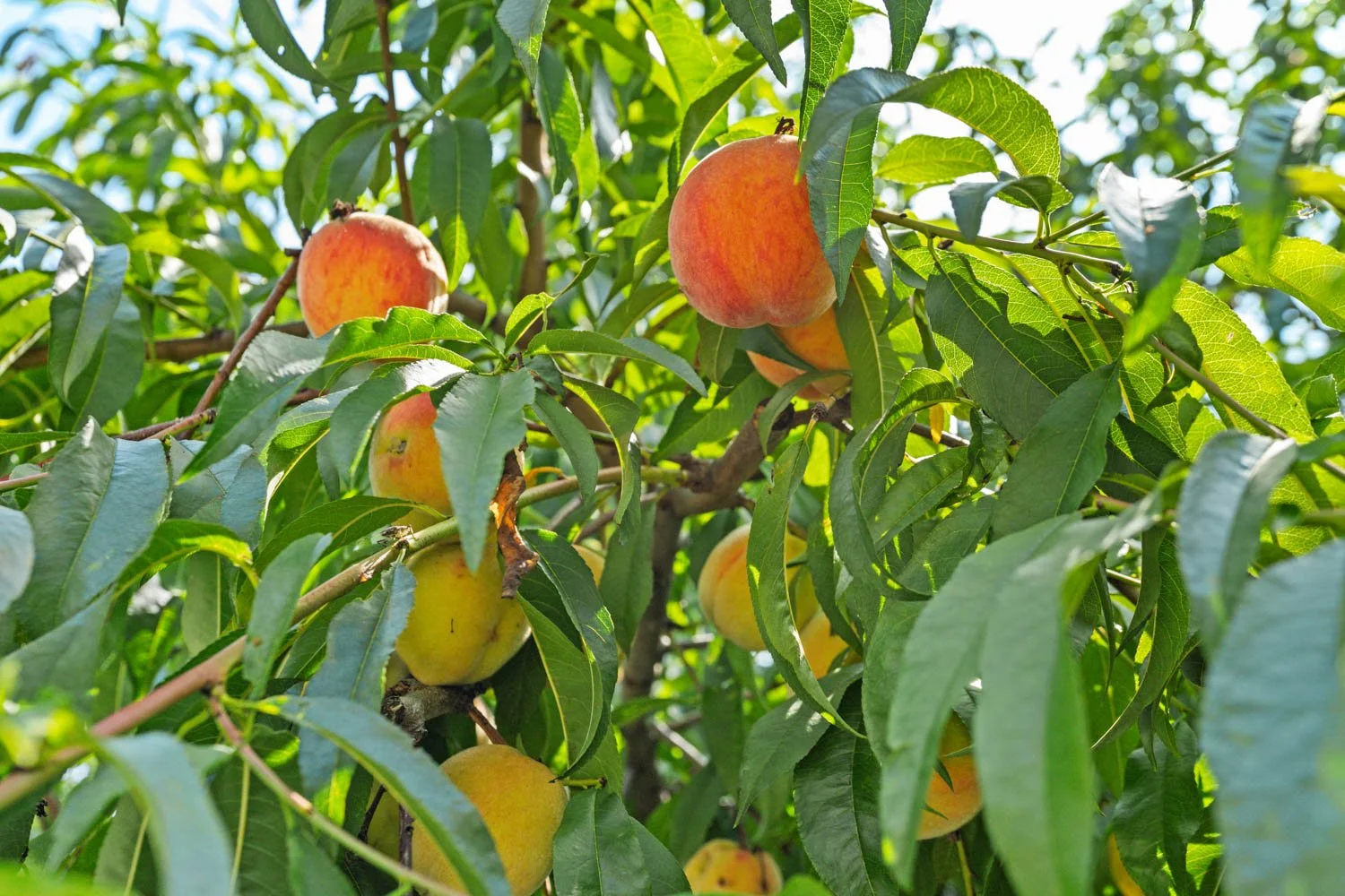 5 Acorn_049.jpg