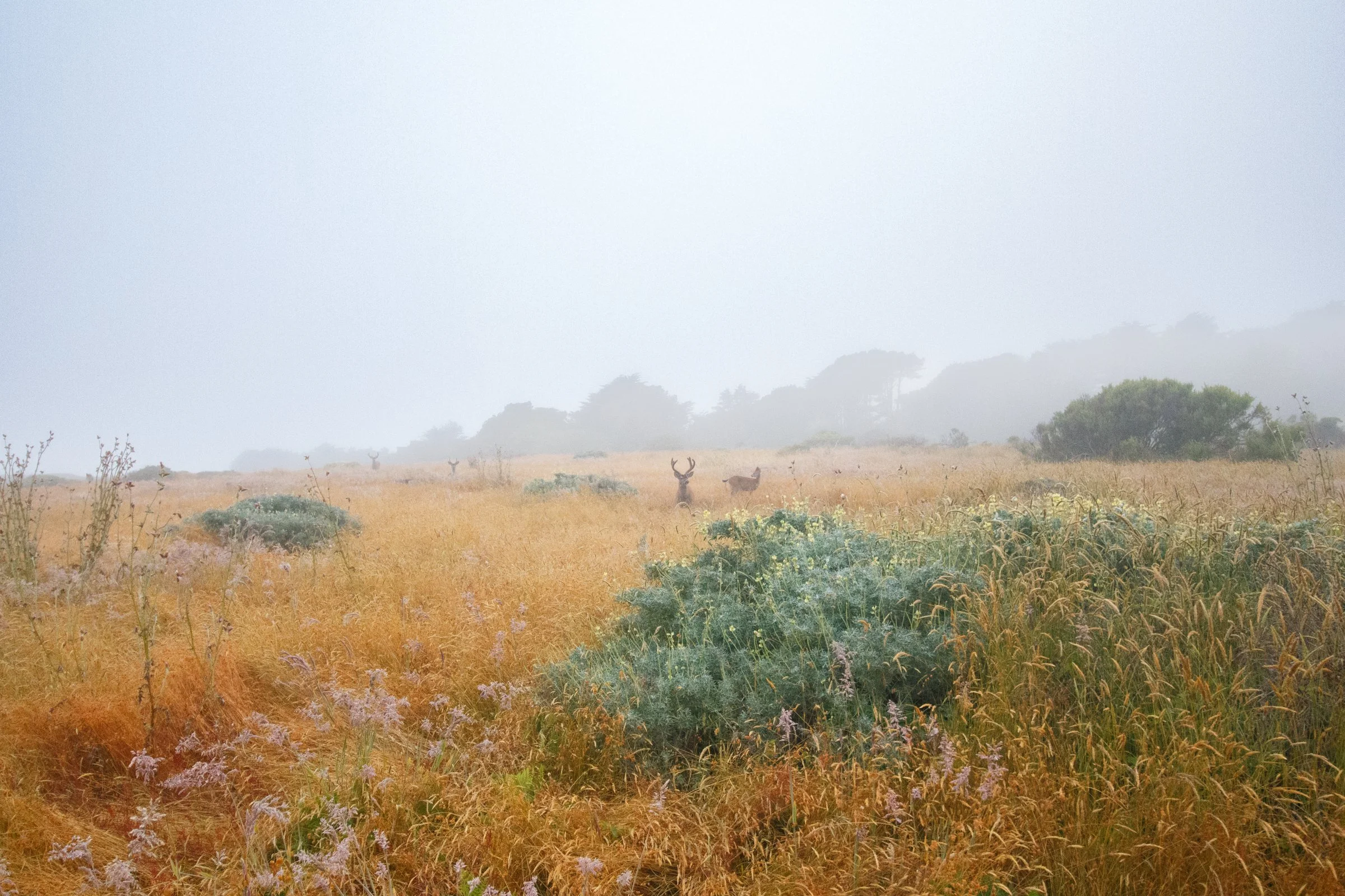 four deer stand at varying points following the line of the edge of tall brown grass before is becomes the tree line swooping to the right. there are purple bushy tailed flowers and green bushes. we are near Sea Ranch in California.