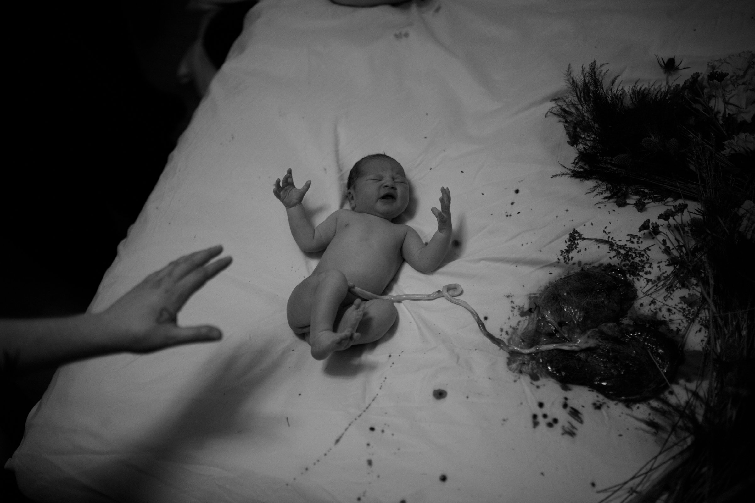 black and white photo of a newborn baby arms outsretched and curled toes attached to the placenta sitting to the right surrounded by a slew of ferns and flowers. there is a hand reaching from left with a heart tattoo by their thumb.