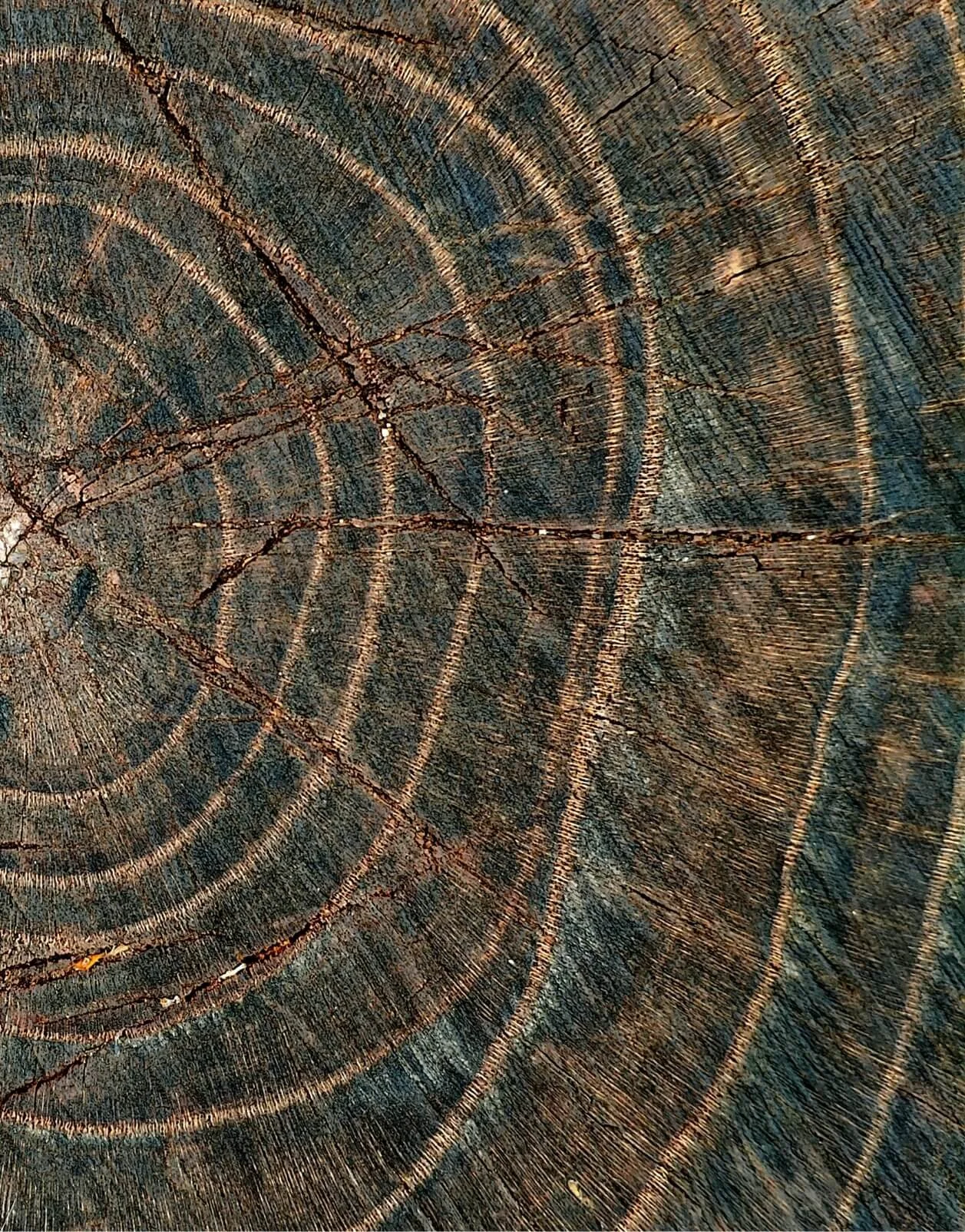 Bella Solanot_Spiritual Guide and Writer-Activating Unique Genius-Human Design-Gene Keys-Universal Patterns-Subconscious Architecture_TReE Substack (4).jpg