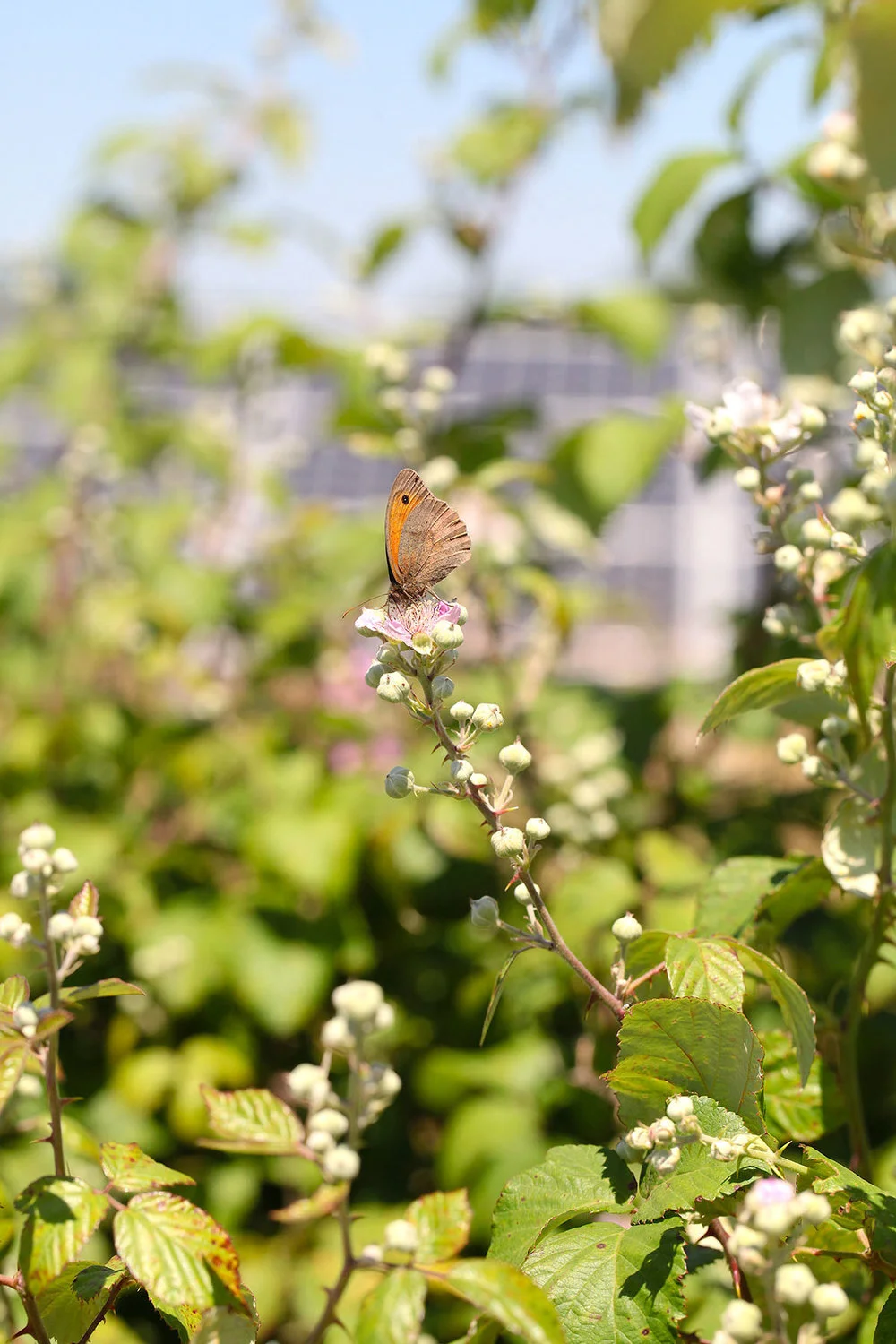 Eden+Renewables+Pollinator-Friendly+Solar+Farms+11.jpg