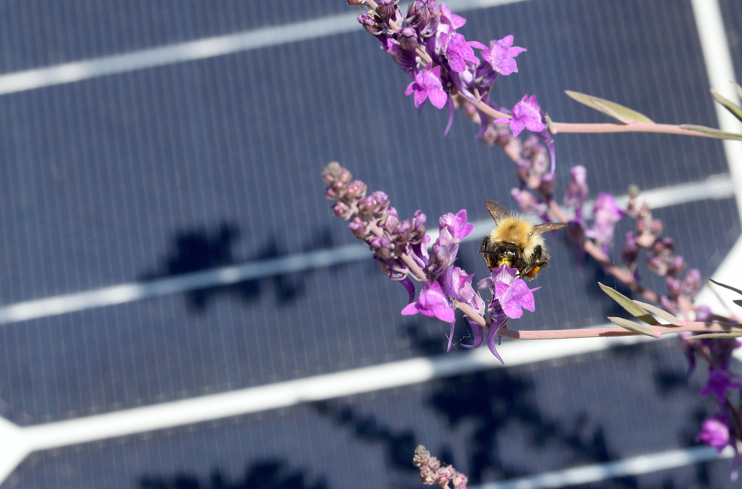 Eden+Renewables+Pollinator-Friendly+Solar+Farms+10.jpg