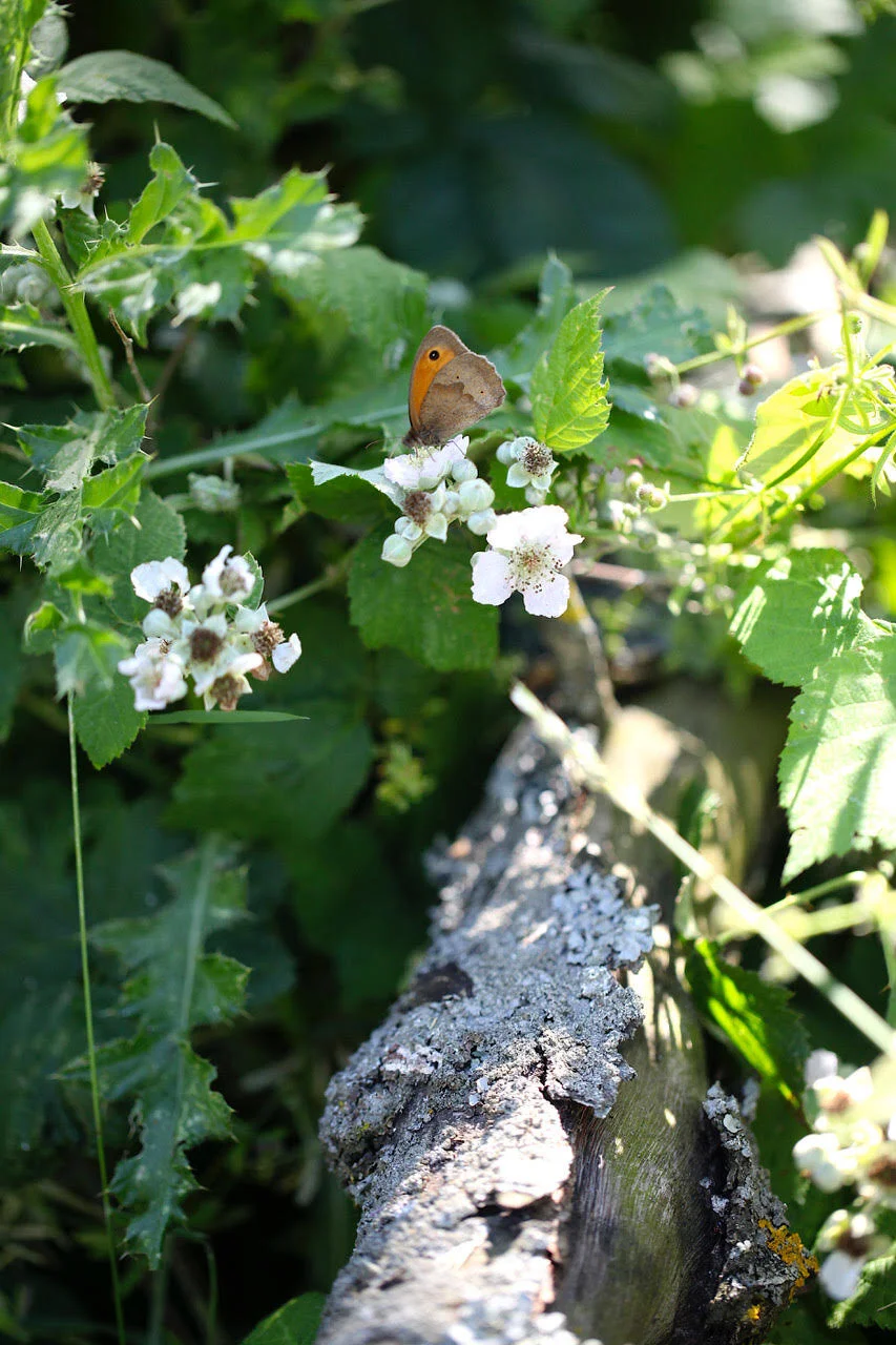 Eden+Renewables+Pollinator-Friendly+Solar+Farms+2.jpg