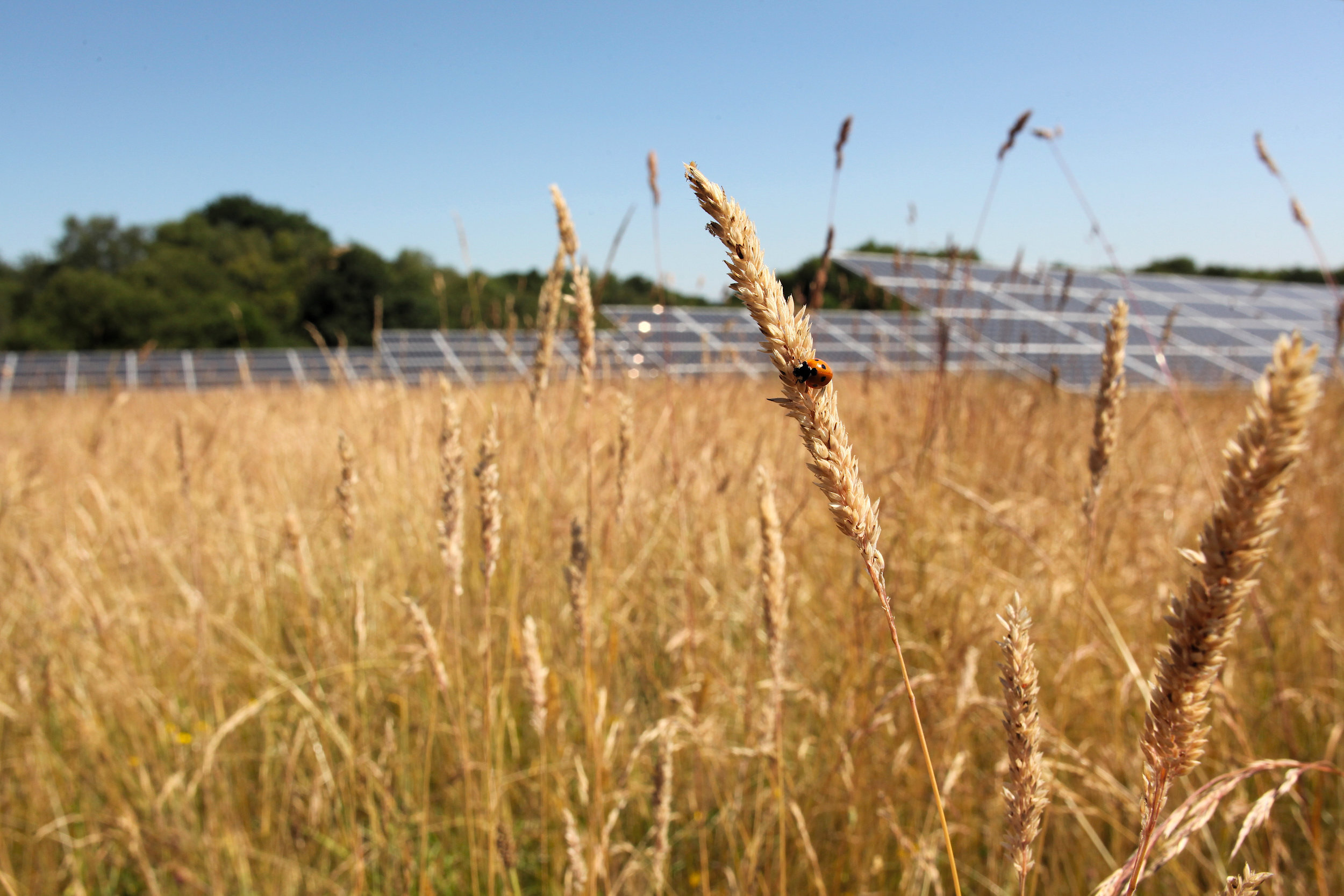 Eden+Renewables+Pollinator-Friendly+Solar+Farms+8.jpg