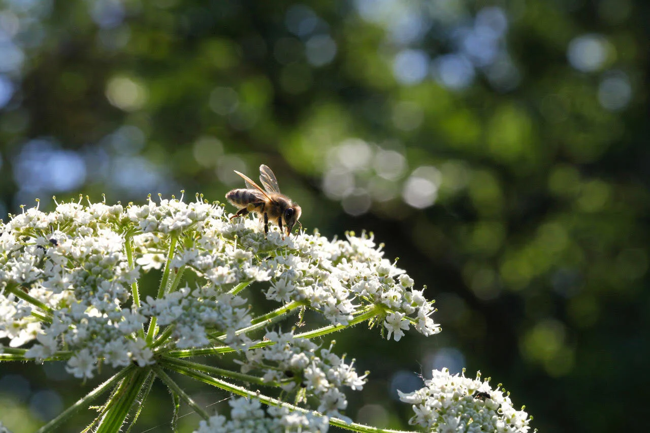 Eden+Renewables+Pollinator-Friendly+Solar+Farms+6.jpg