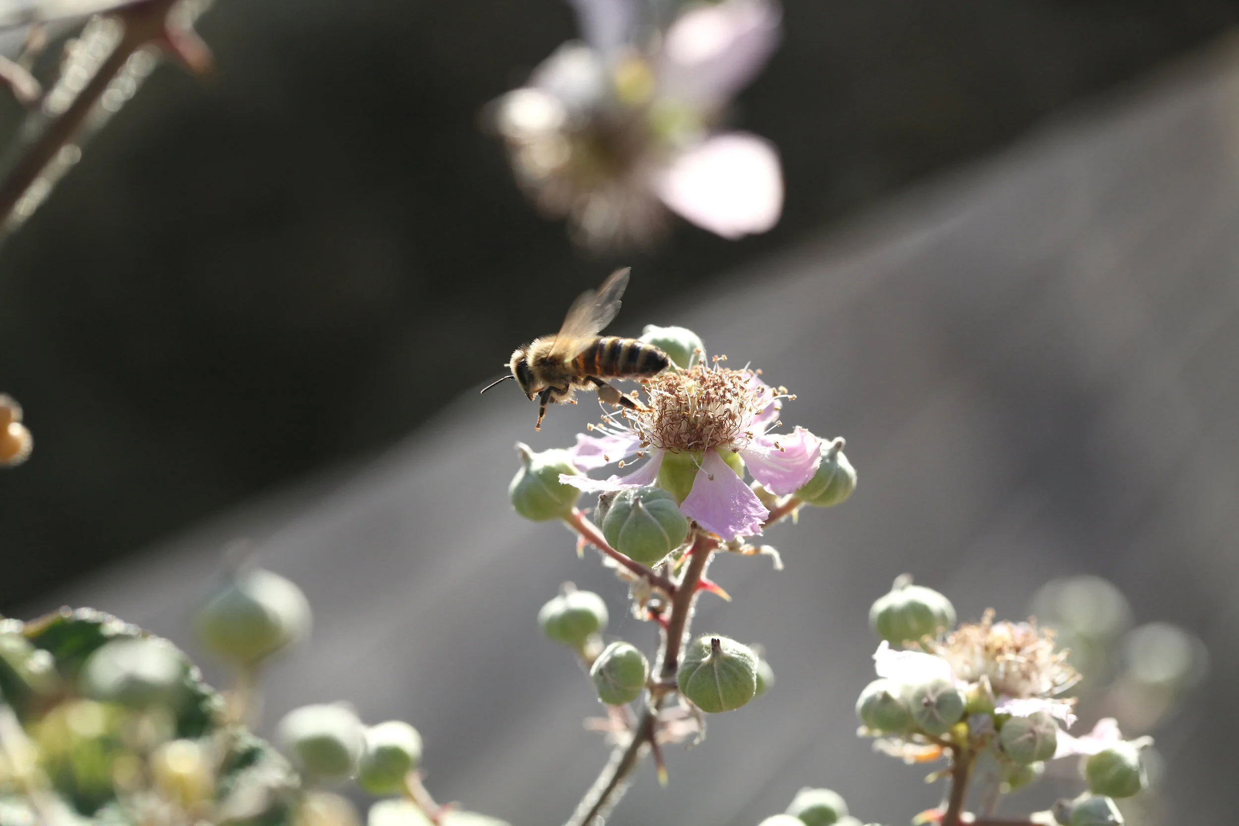 Eden+Renewables+Pollinator-Friendly+Solar+Farms+7.jpg