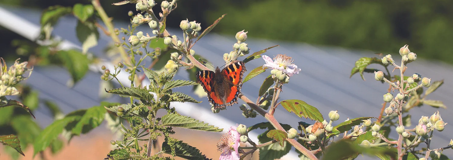 Eden+Renewables+Pollinator-Friendly+Solar+Farms+12.jpg