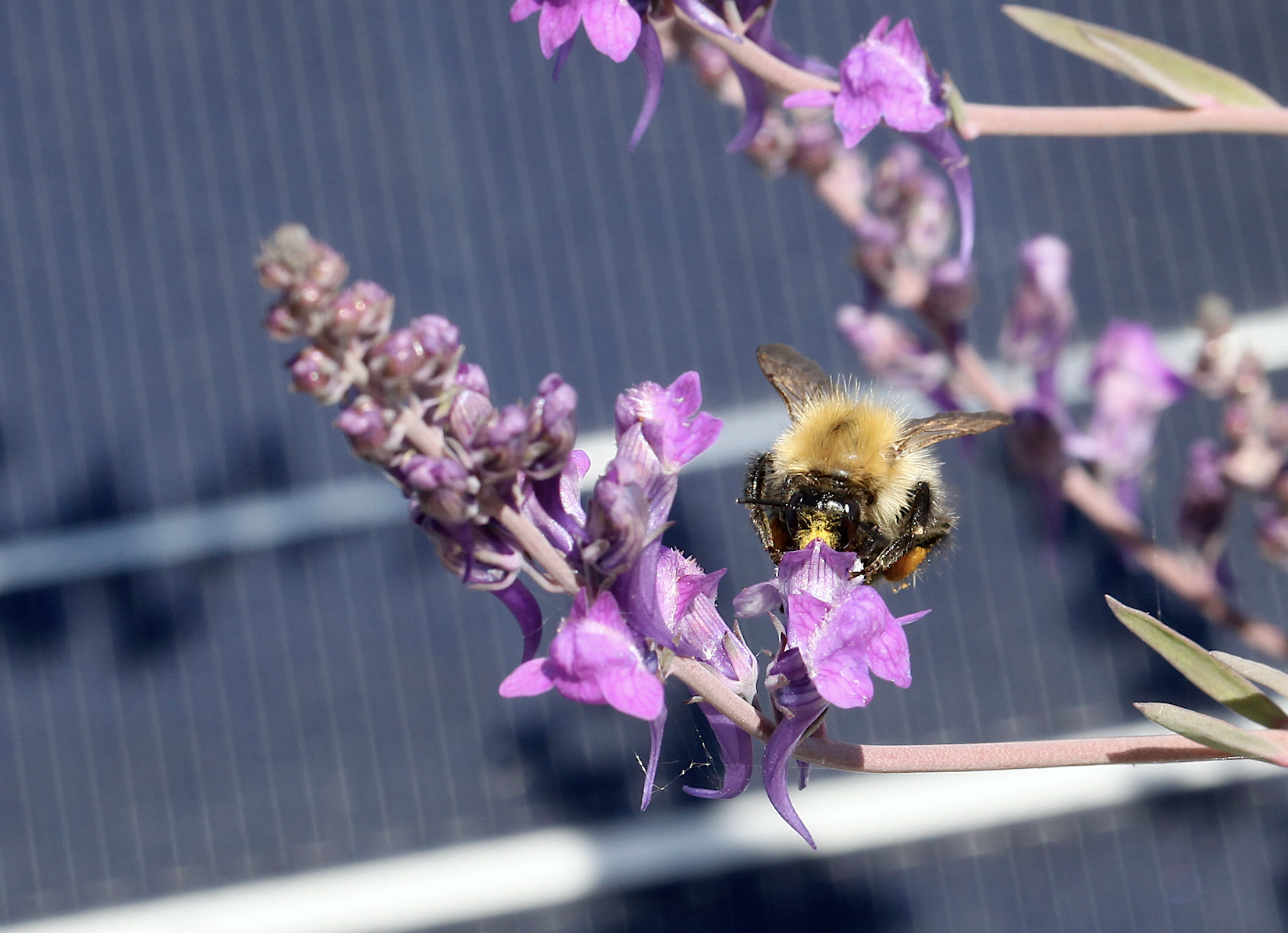 Bee benefits! The Wiltshire Bee &amp; Honey day is back