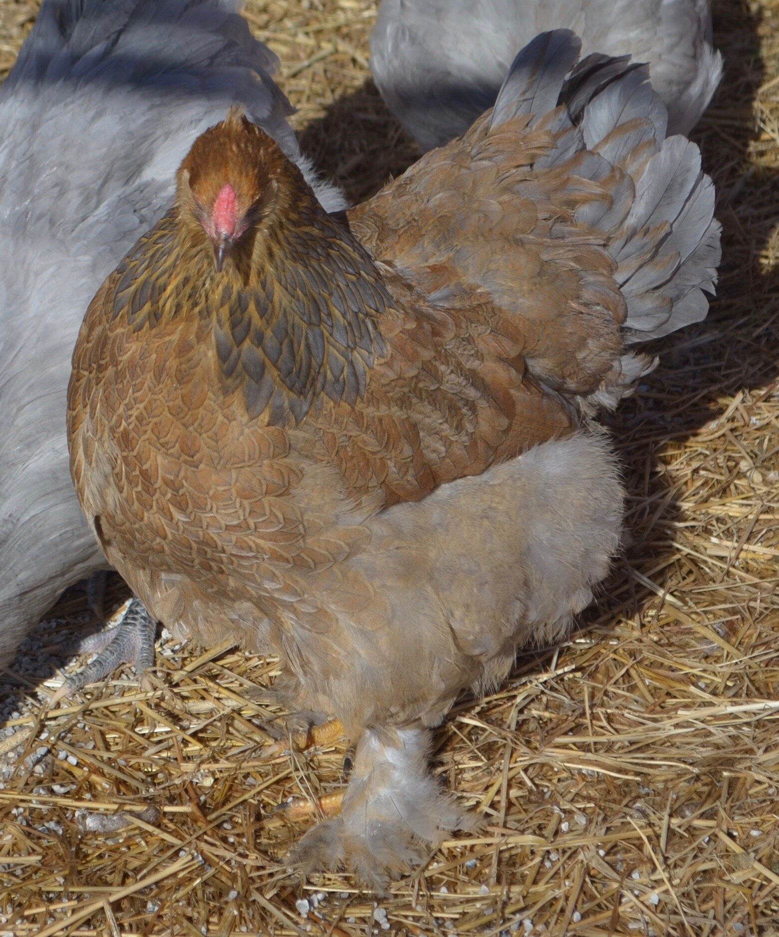 Blue Partridge Hen