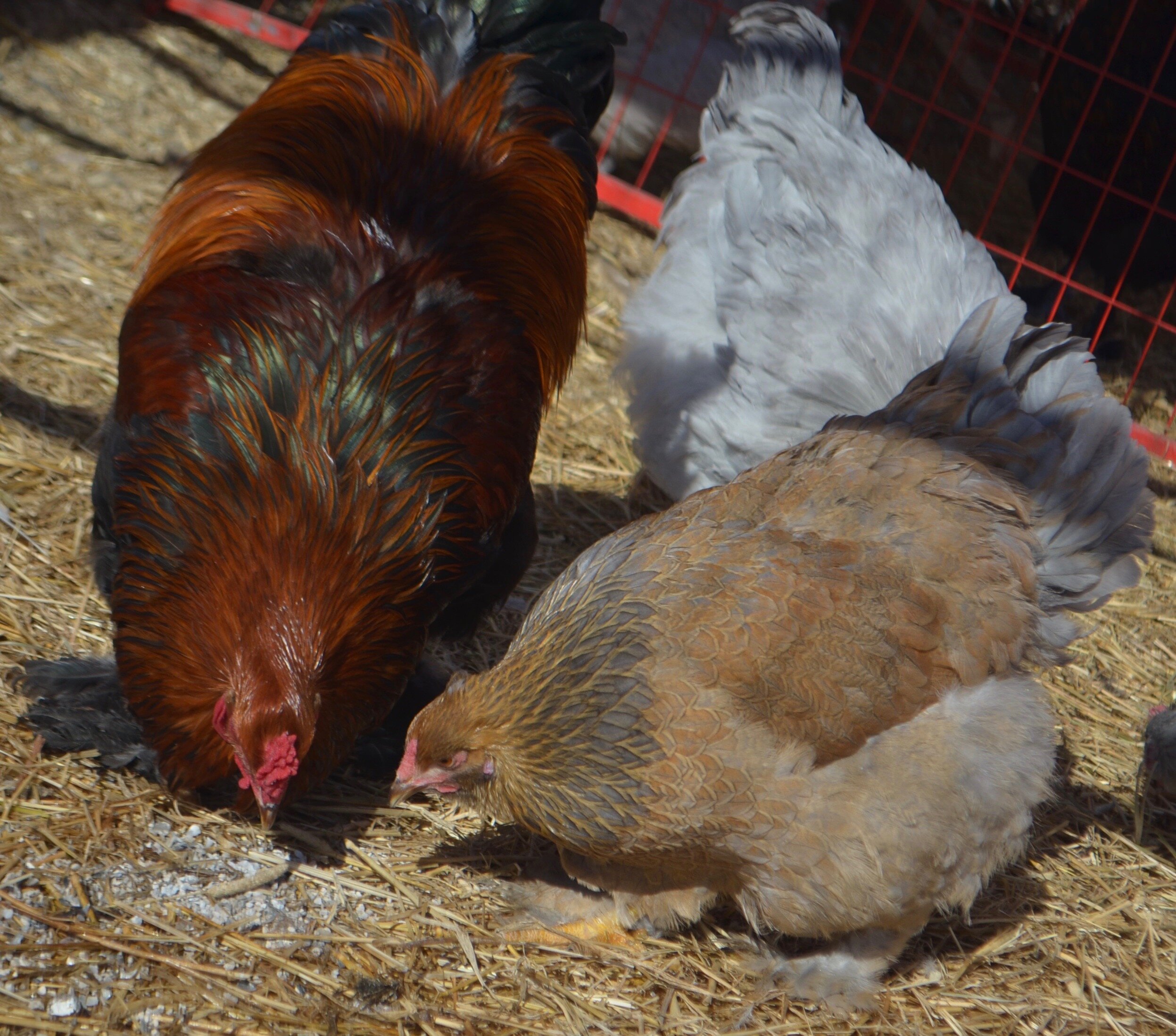 Gold Partridge male, Blue Partridge female