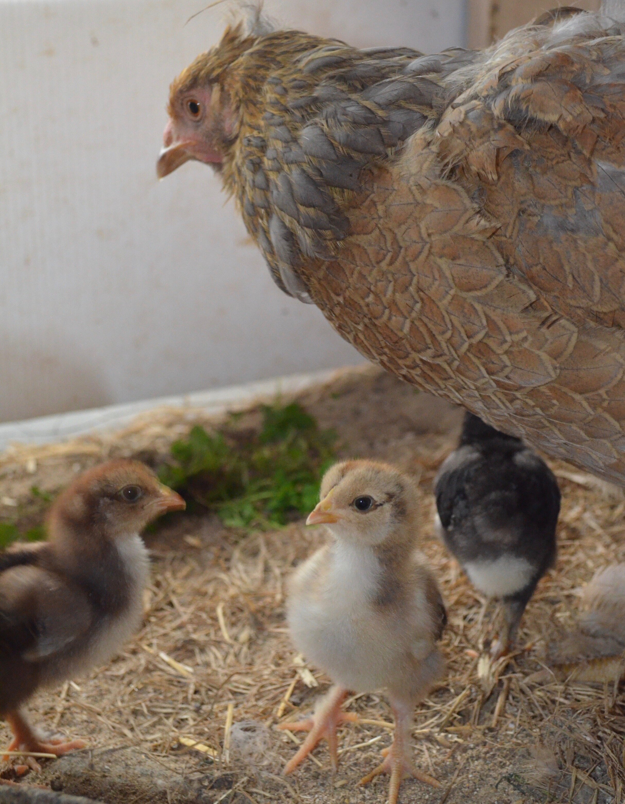 Blue Partridge mama with mixed chicks