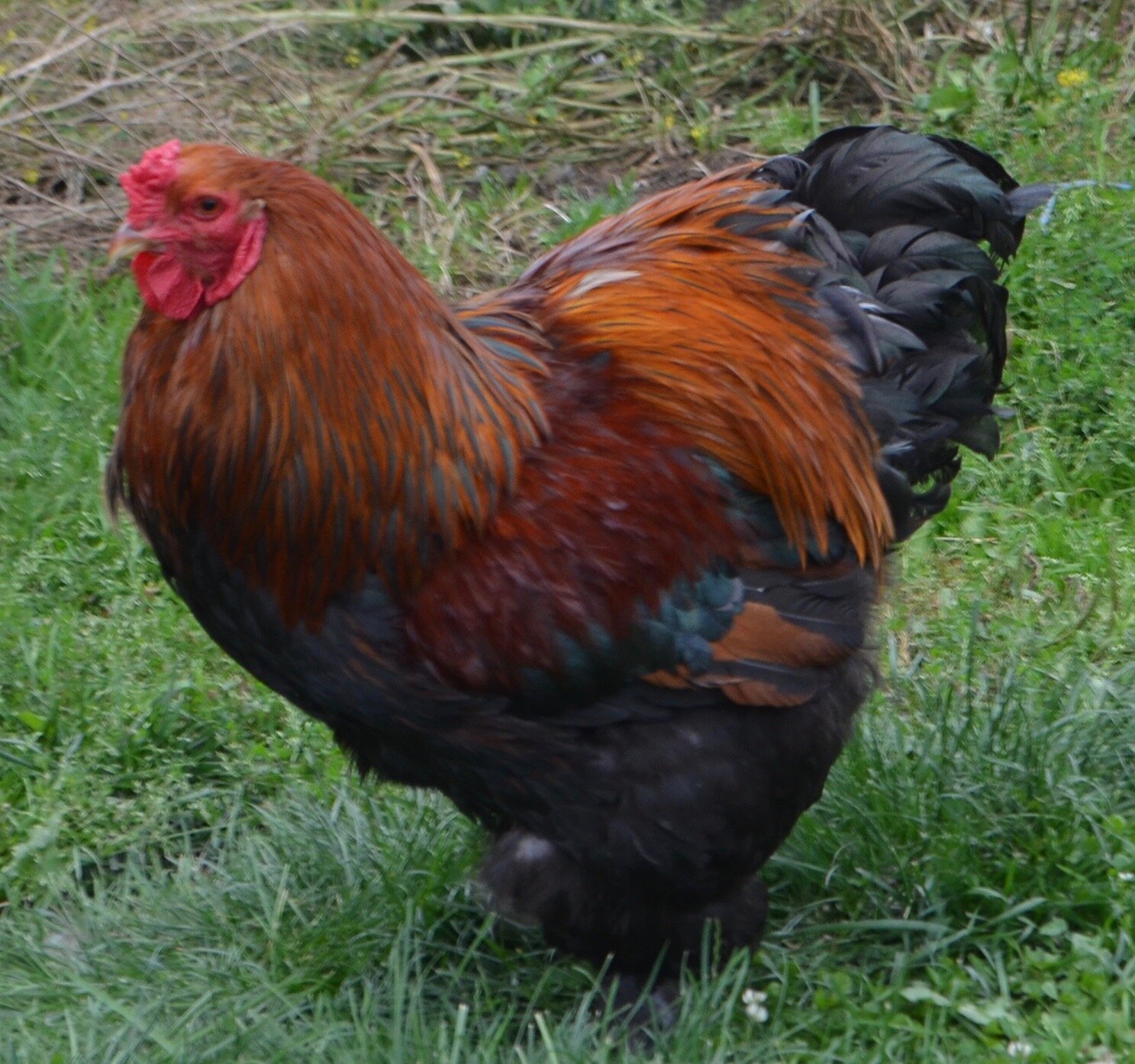 Gold Partridge Cock