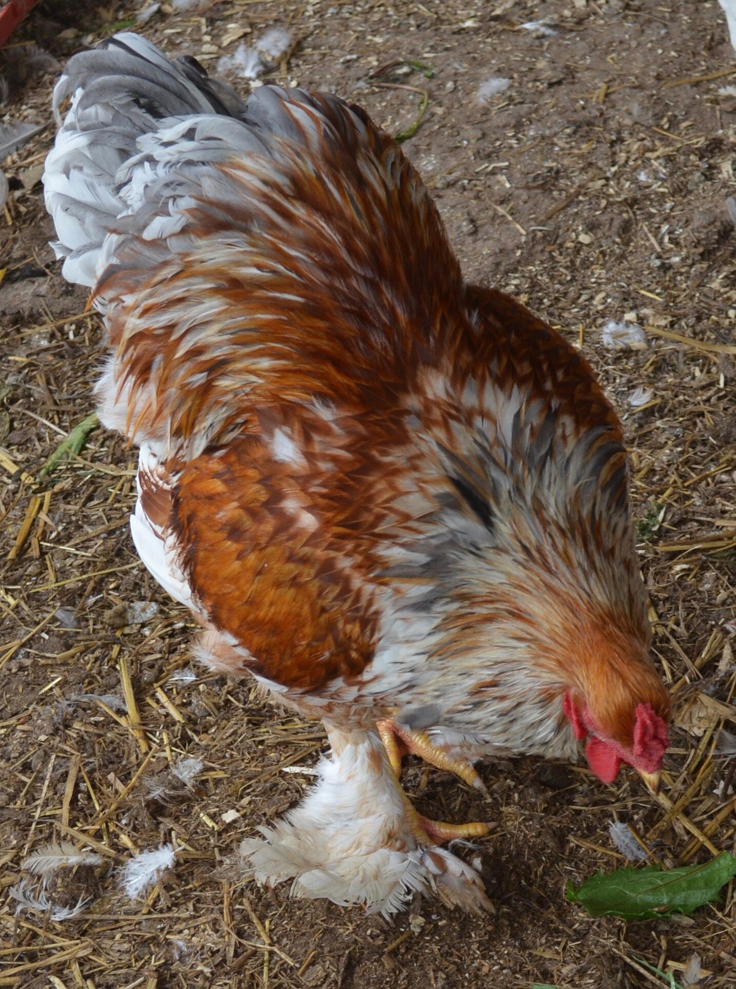 Splash Partridge cockerel