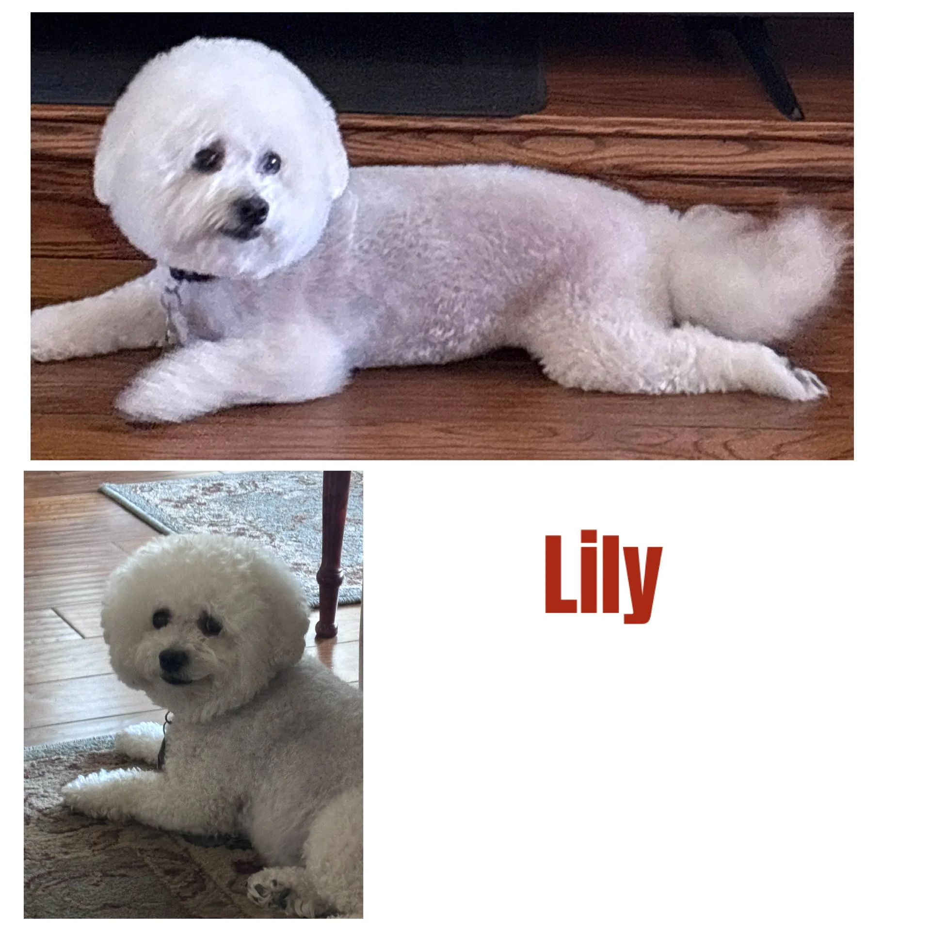 Lily.jpg