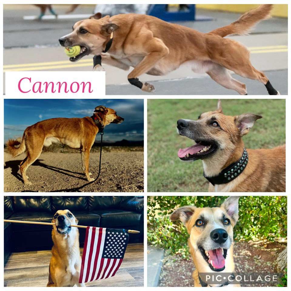 Whippet, Border Collie Mix, Male, Intact, 35lbs, 22” tall.