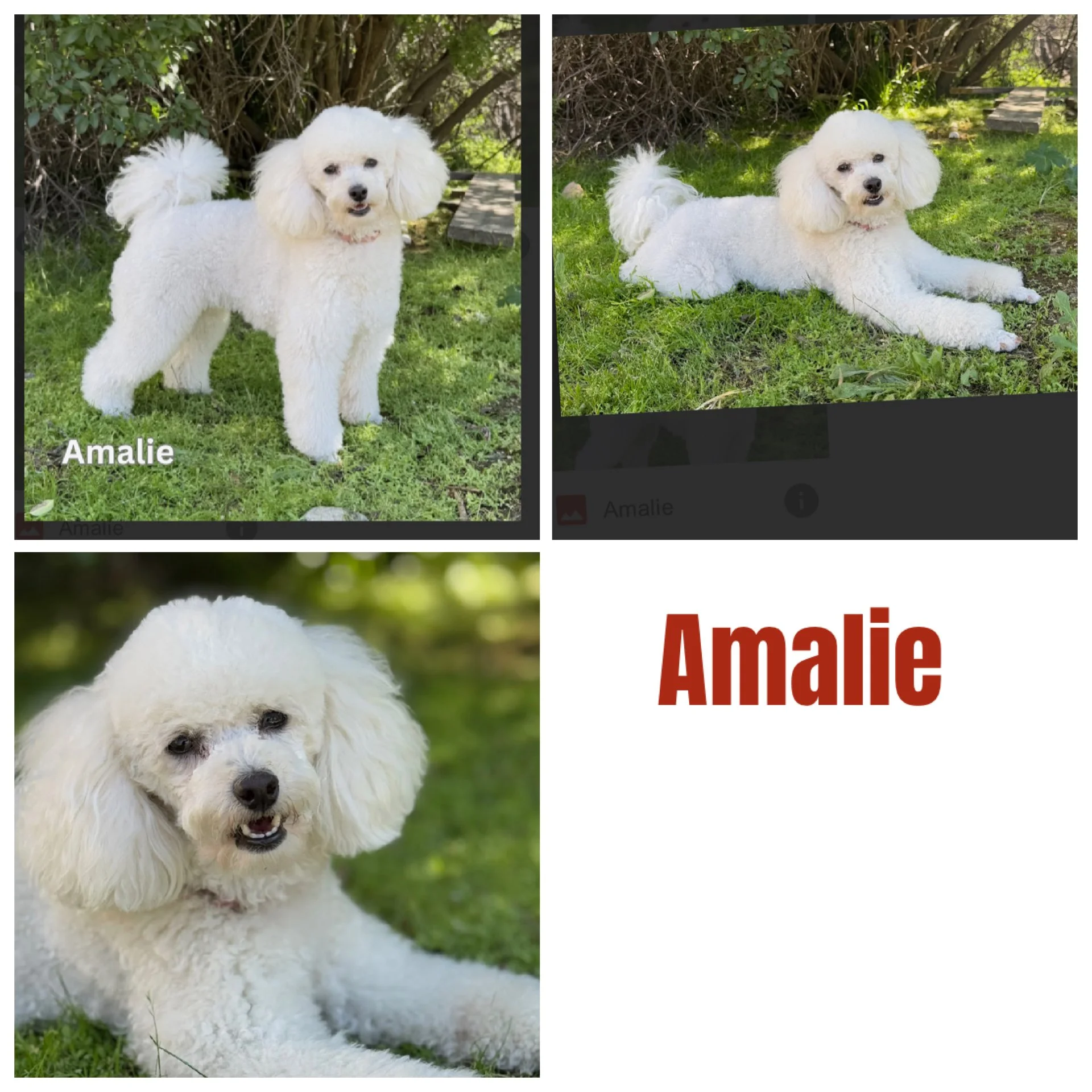 Poodle 