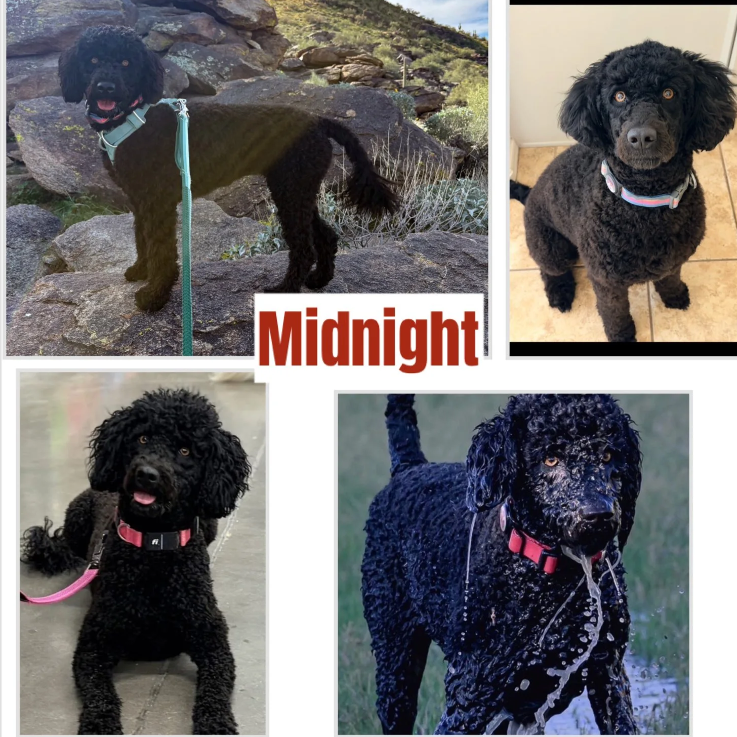 Portuguese Water Dog. 
1year 9 months, Female, Spayed, 38 pounds, 19 at shoulder, 24 long